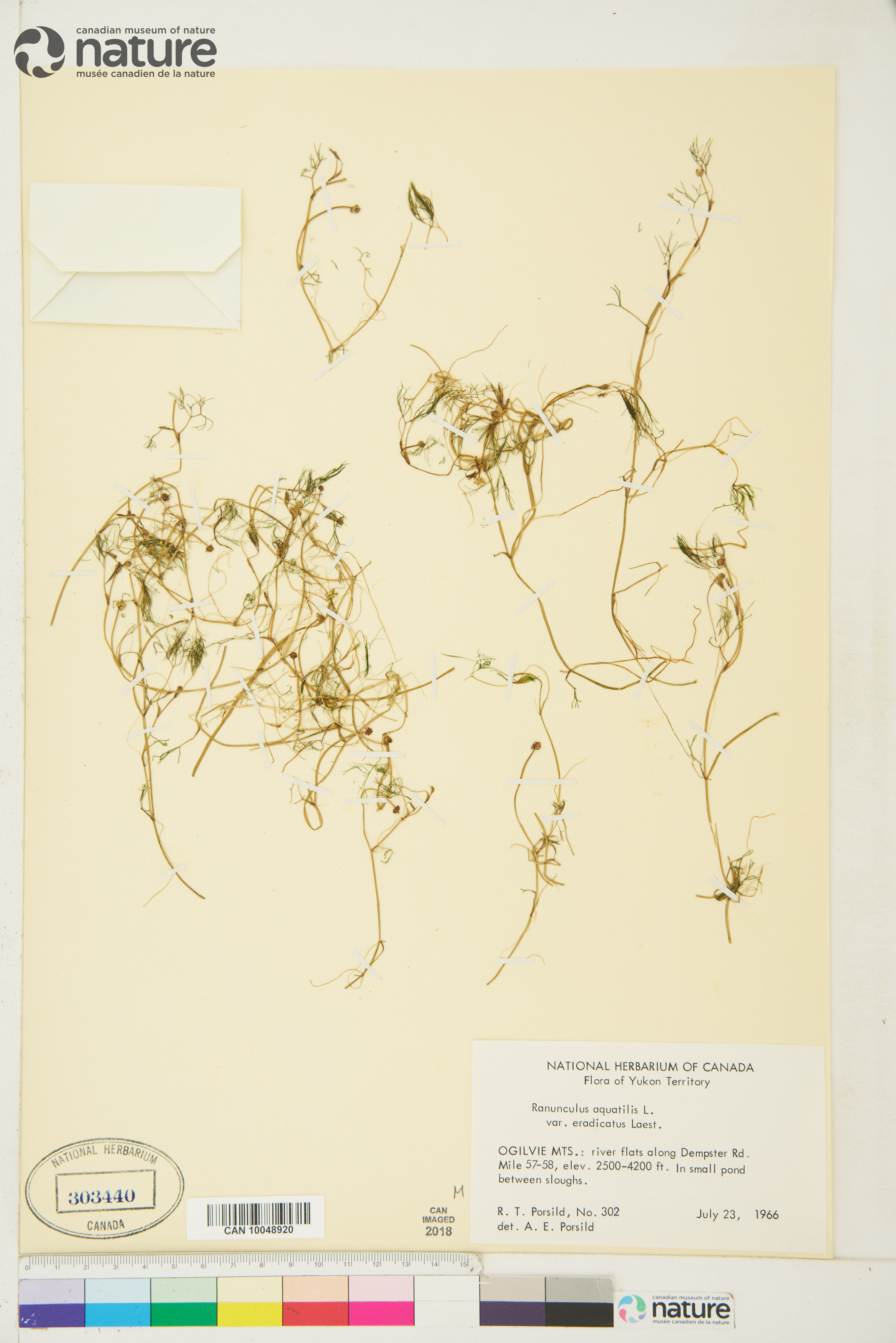 Ranunculus trichophyllus var. eradicatus image