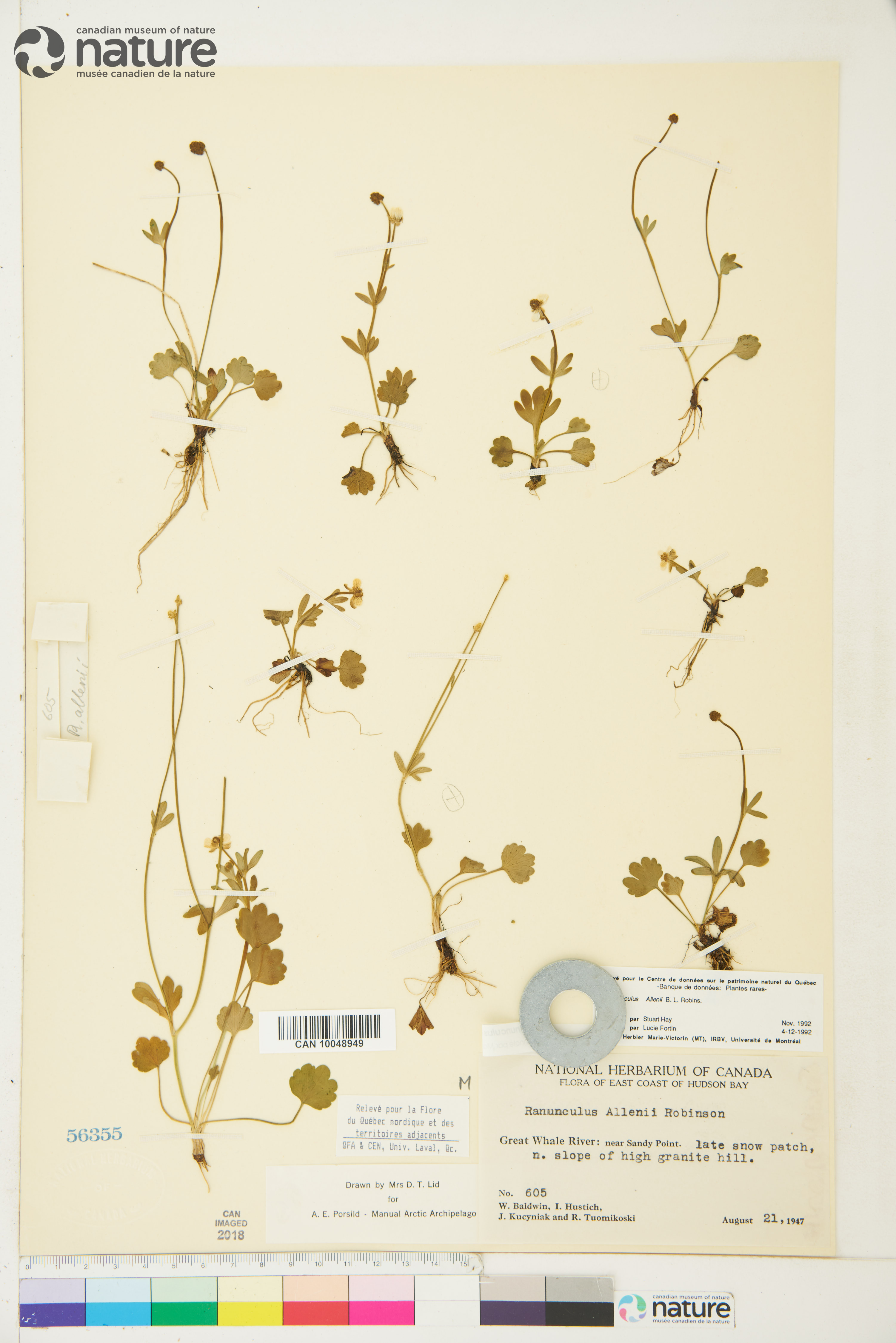 Ranunculus allenii image