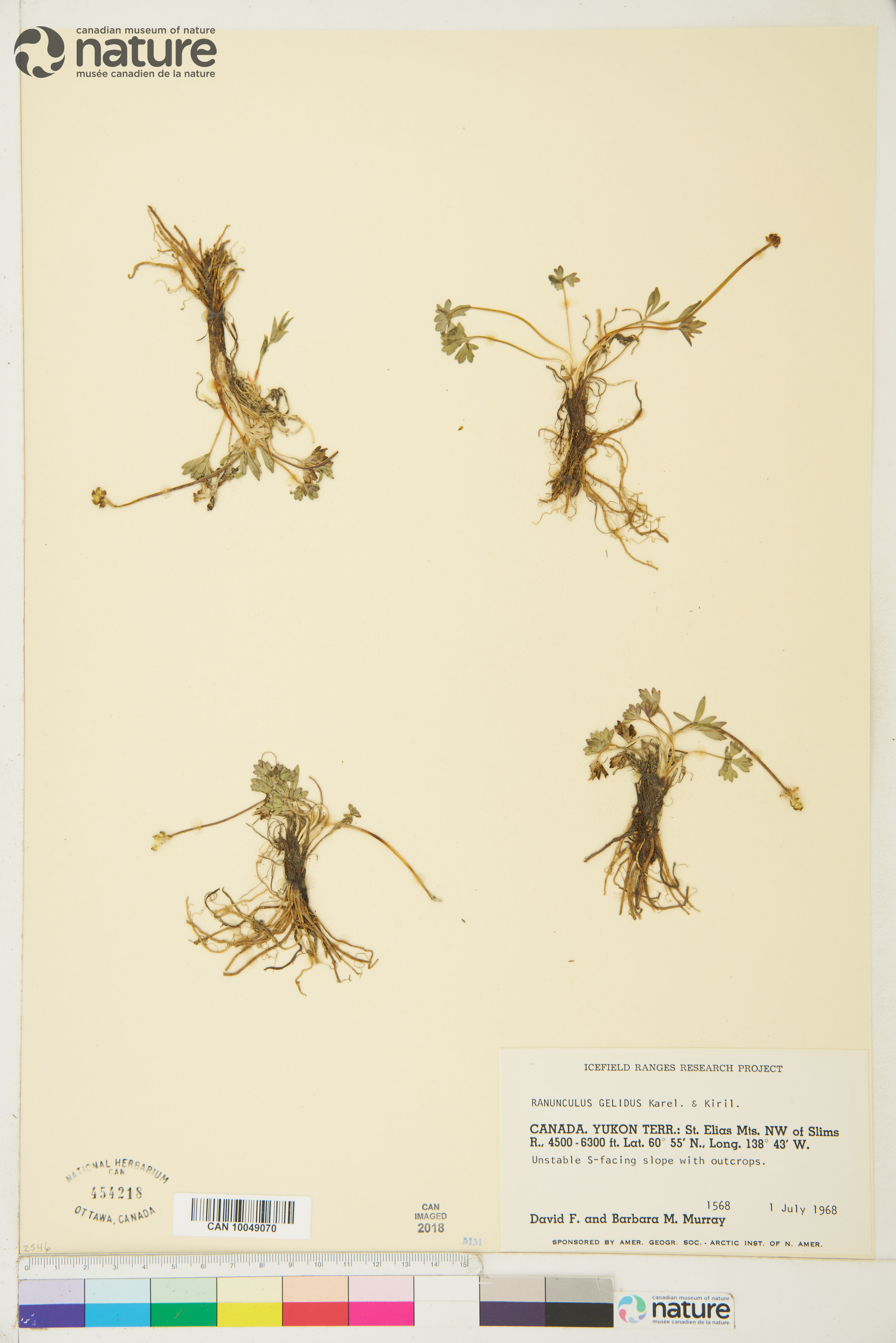 Ranunculus grayi image