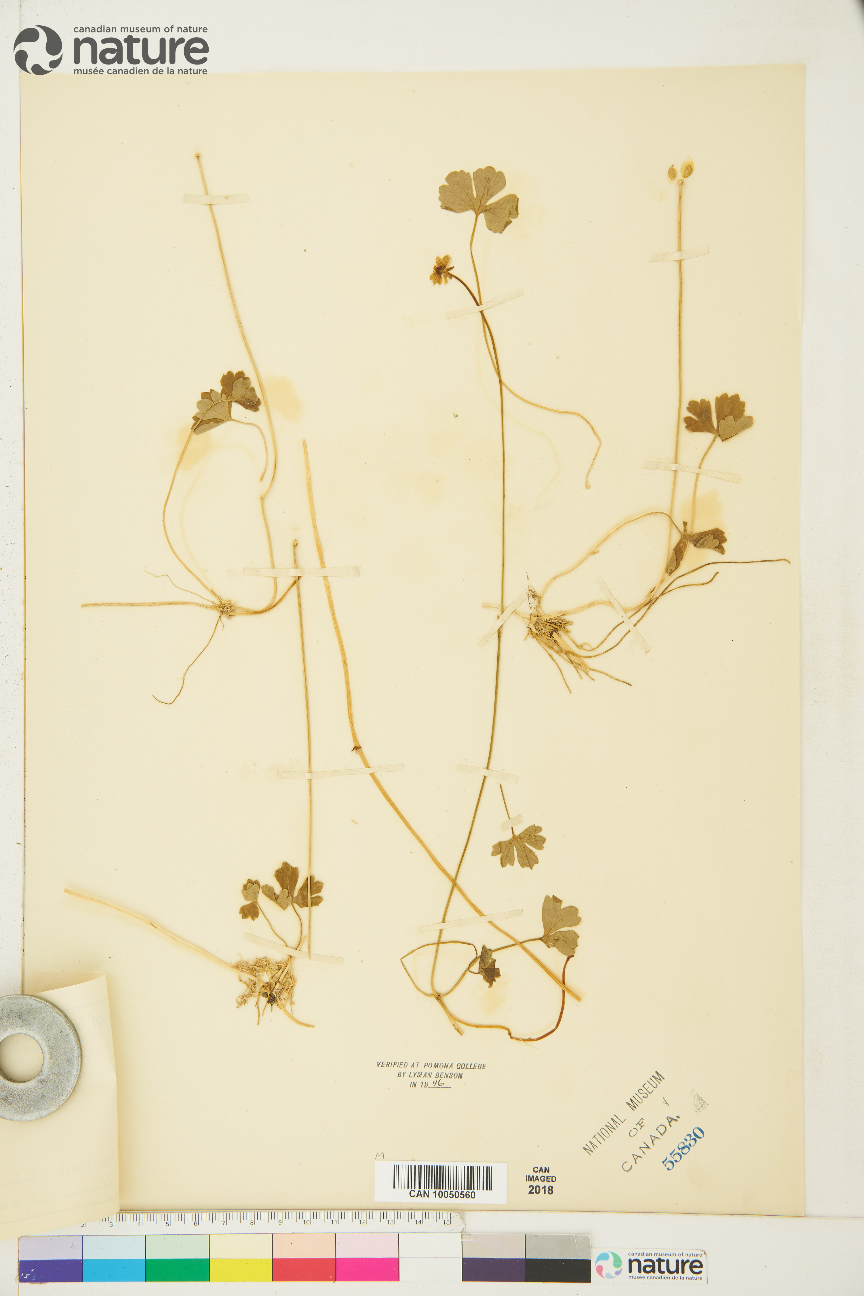 Ranunculus lapponicus image