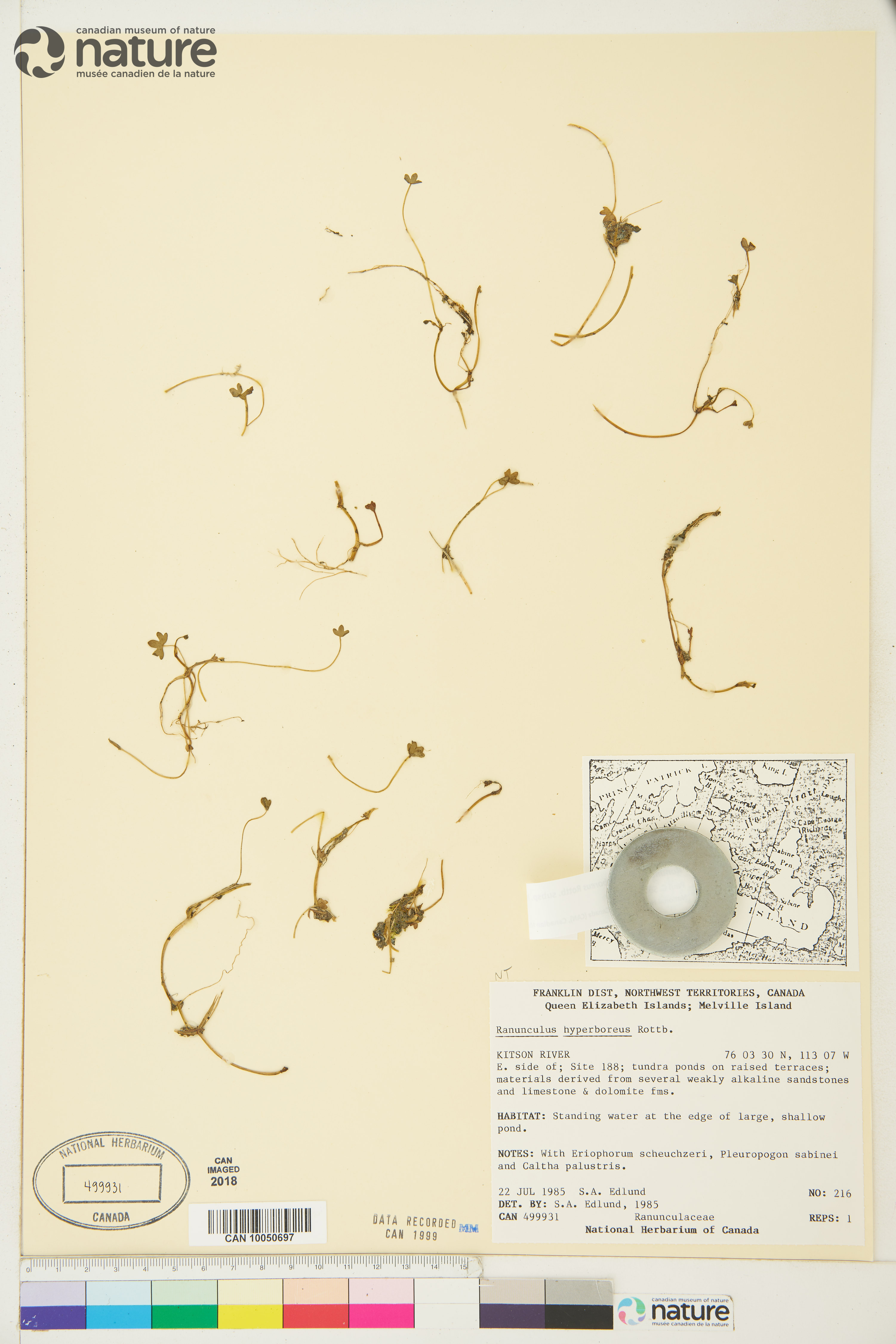 Ranunculus hyperboreus subsp. hyperboreus image