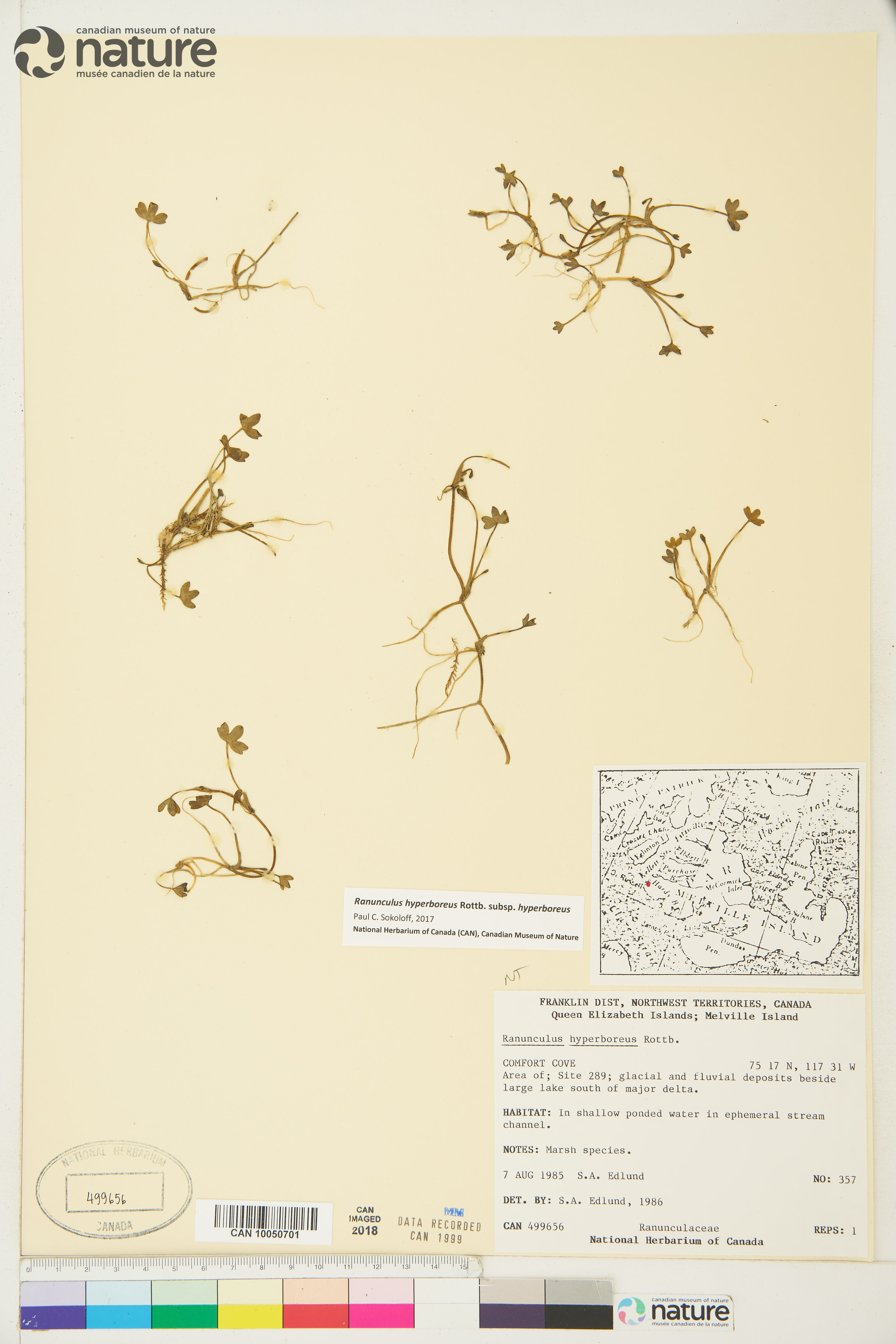 Ranunculus hyperboreus subsp. hyperboreus image