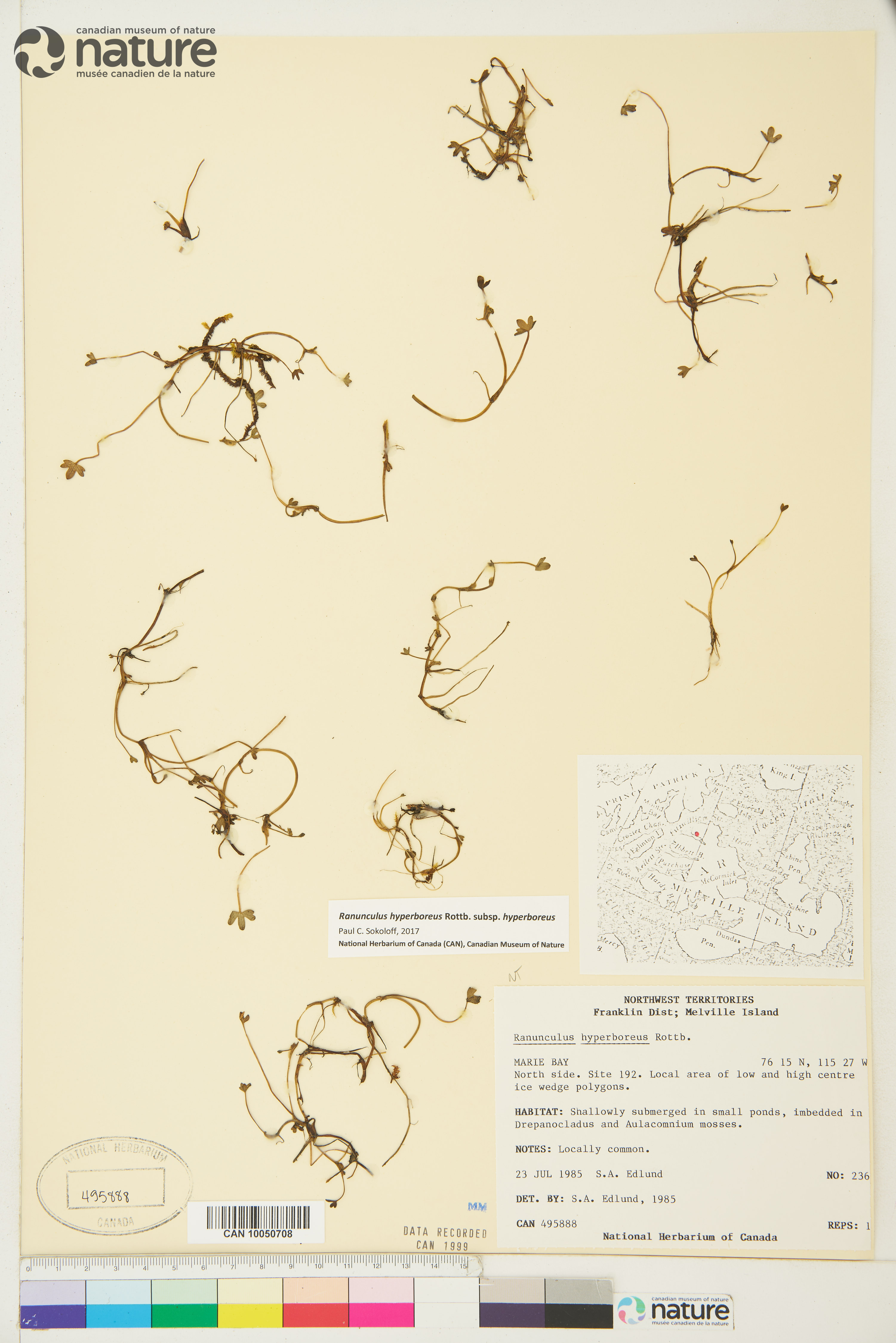 Ranunculus hyperboreus subsp. hyperboreus image
