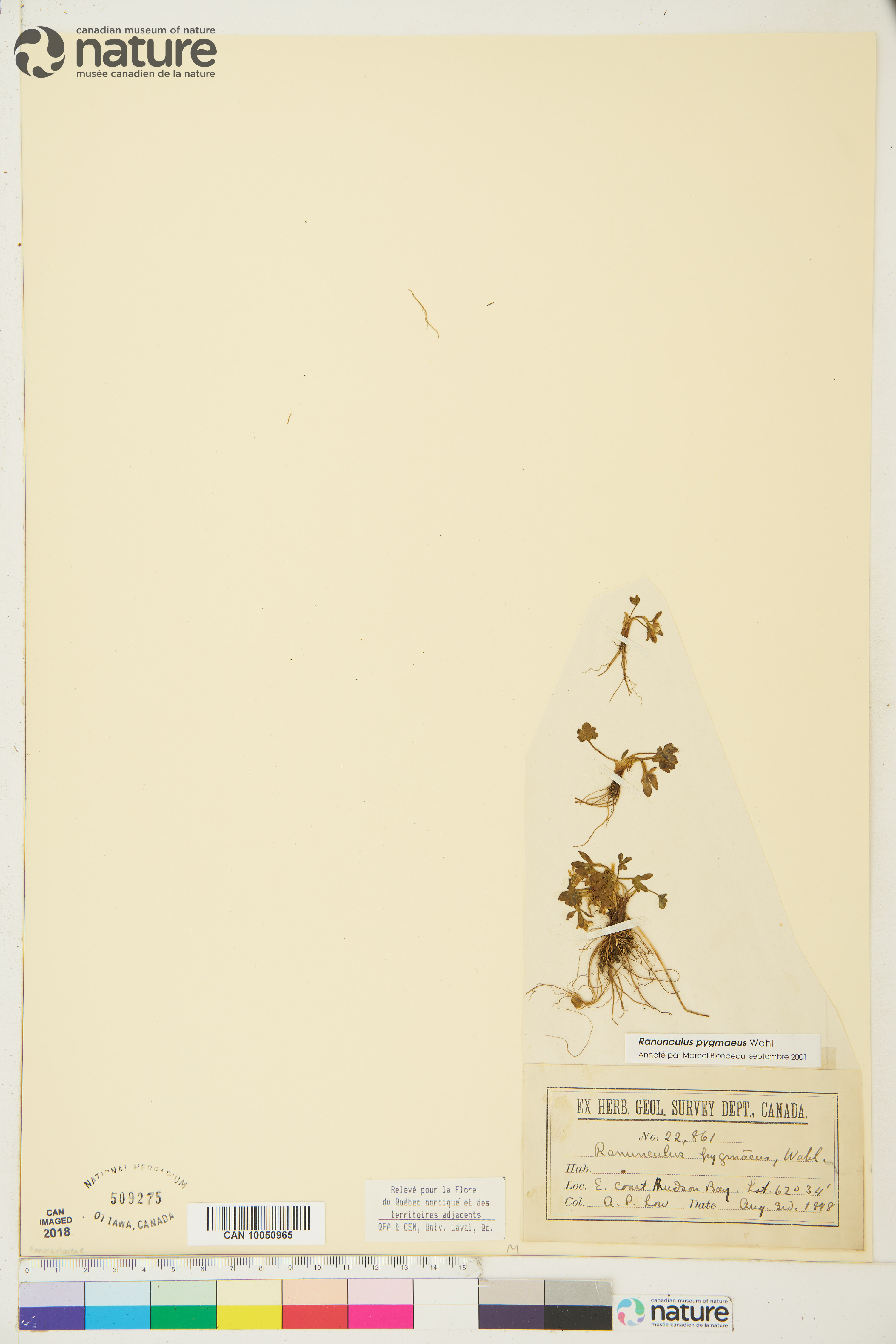 Ranunculus pygmaeus image