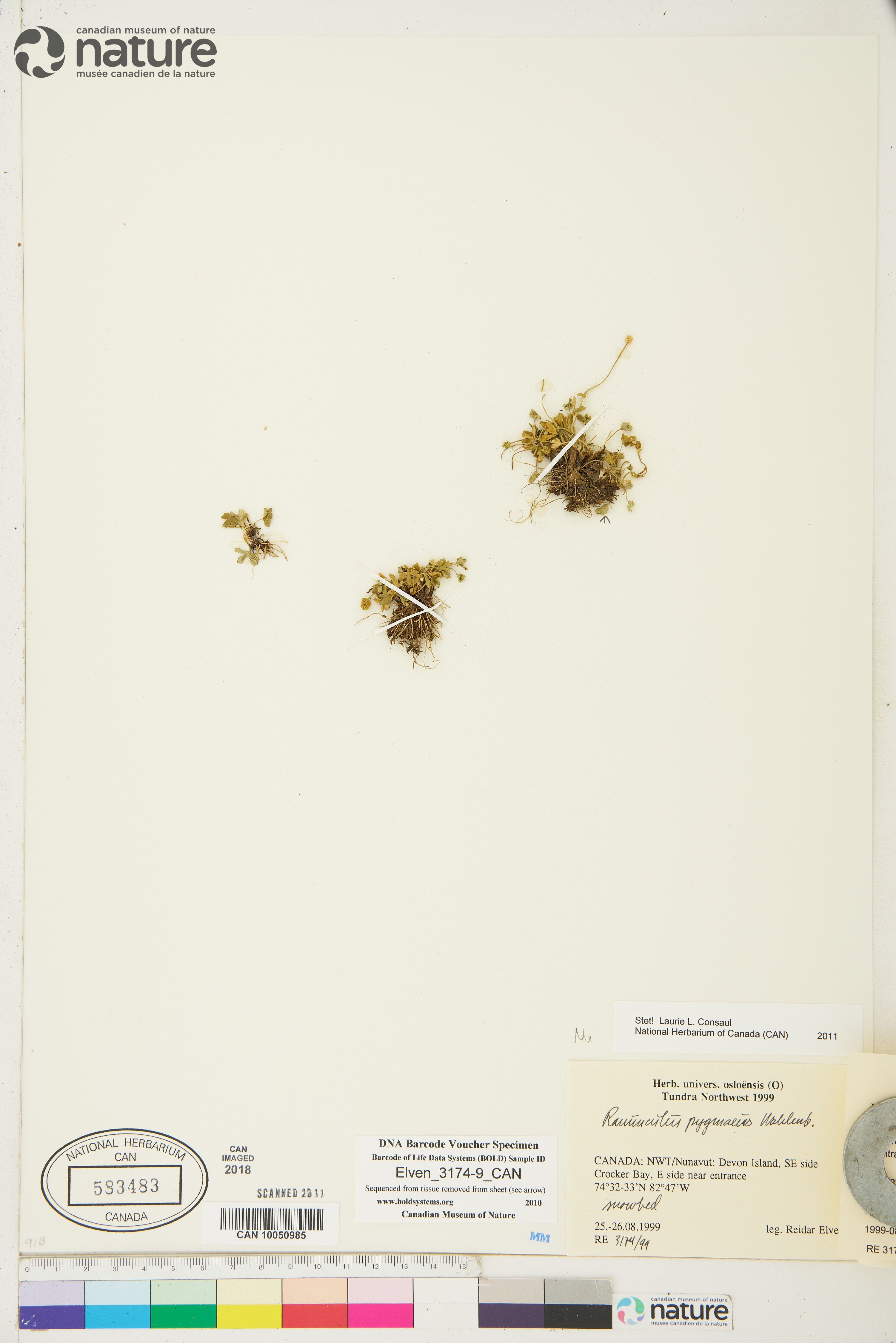 Ranunculus pygmaeus image