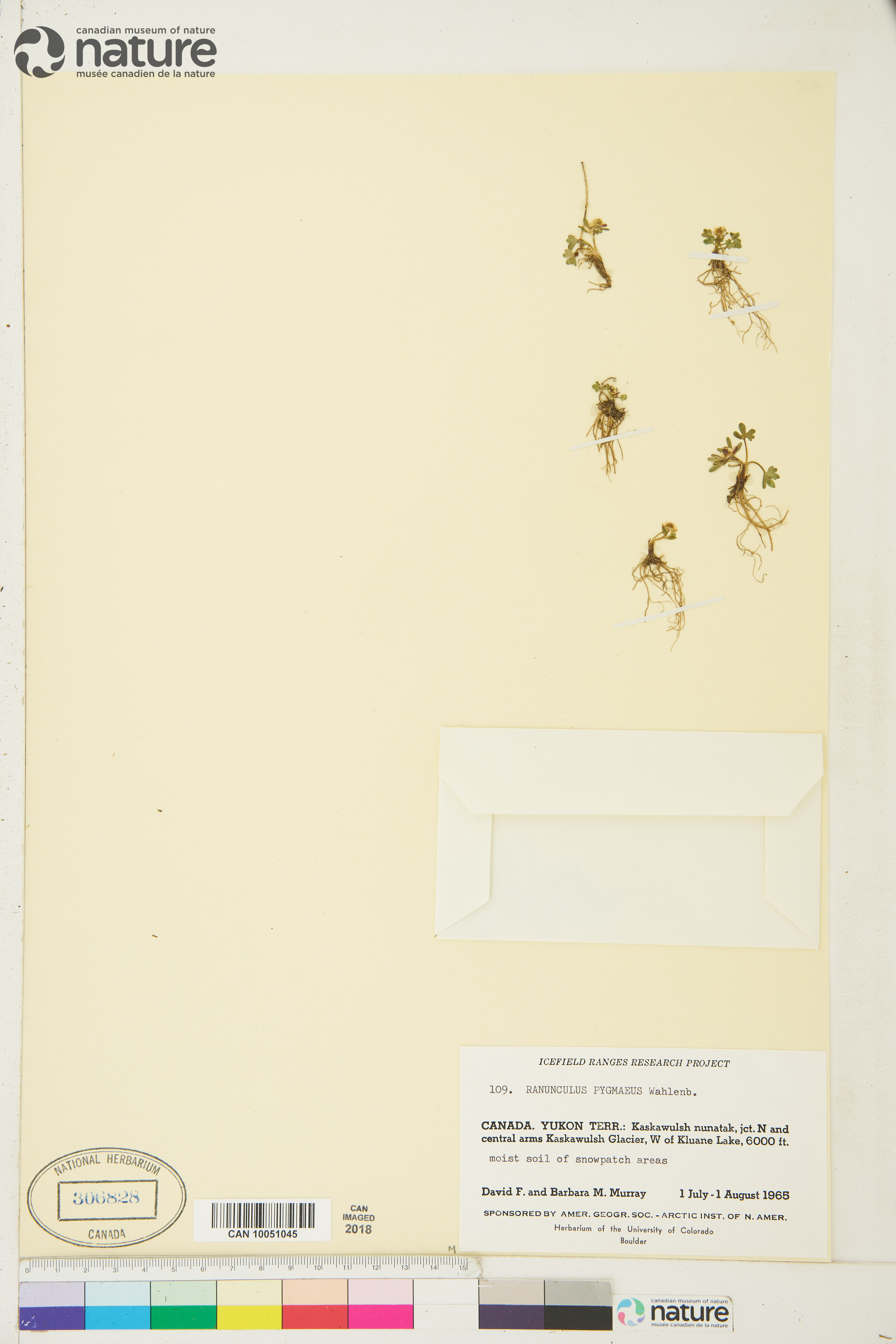 Ranunculus pygmaeus image