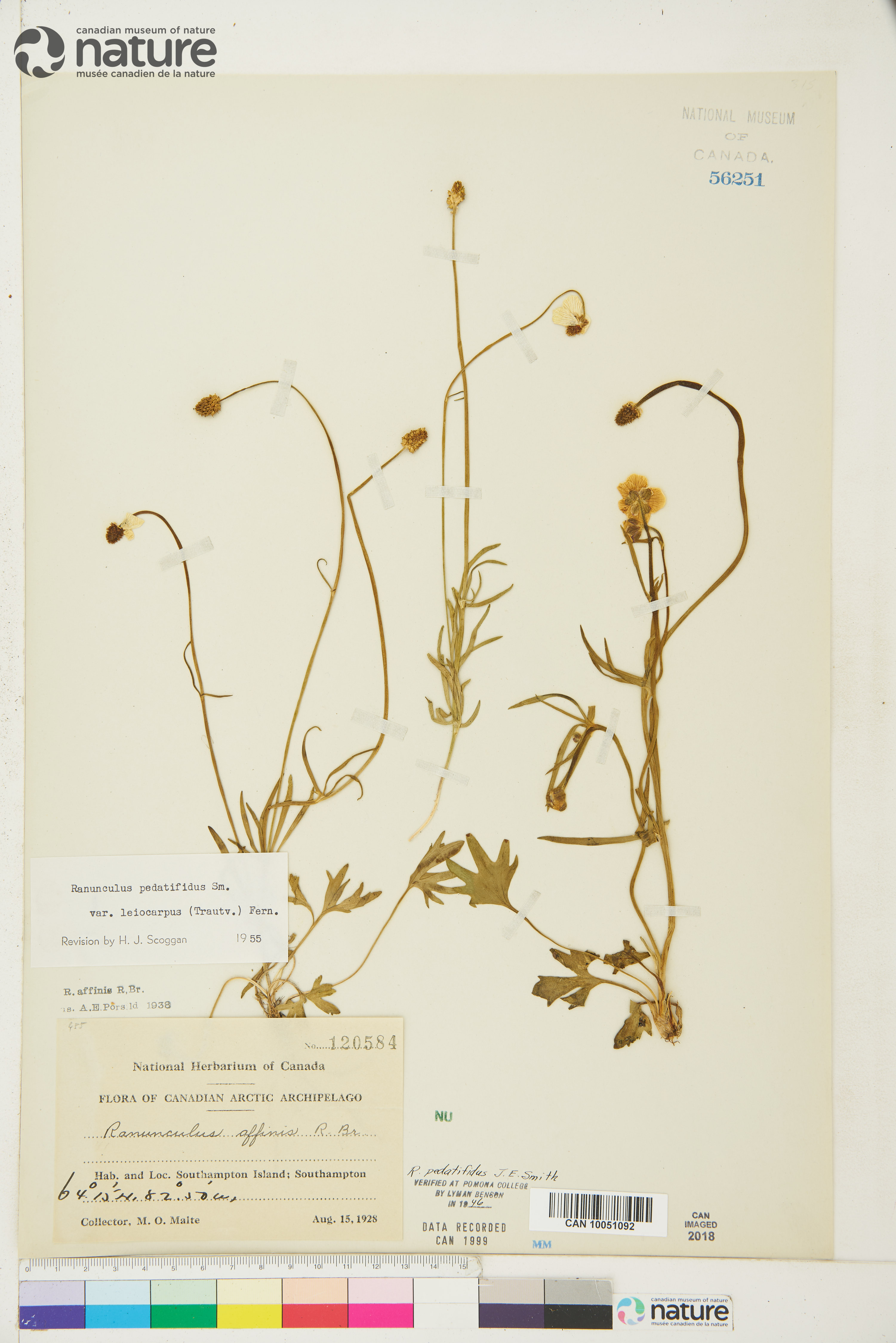 Ranunculus pedatifidus var. affinis image
