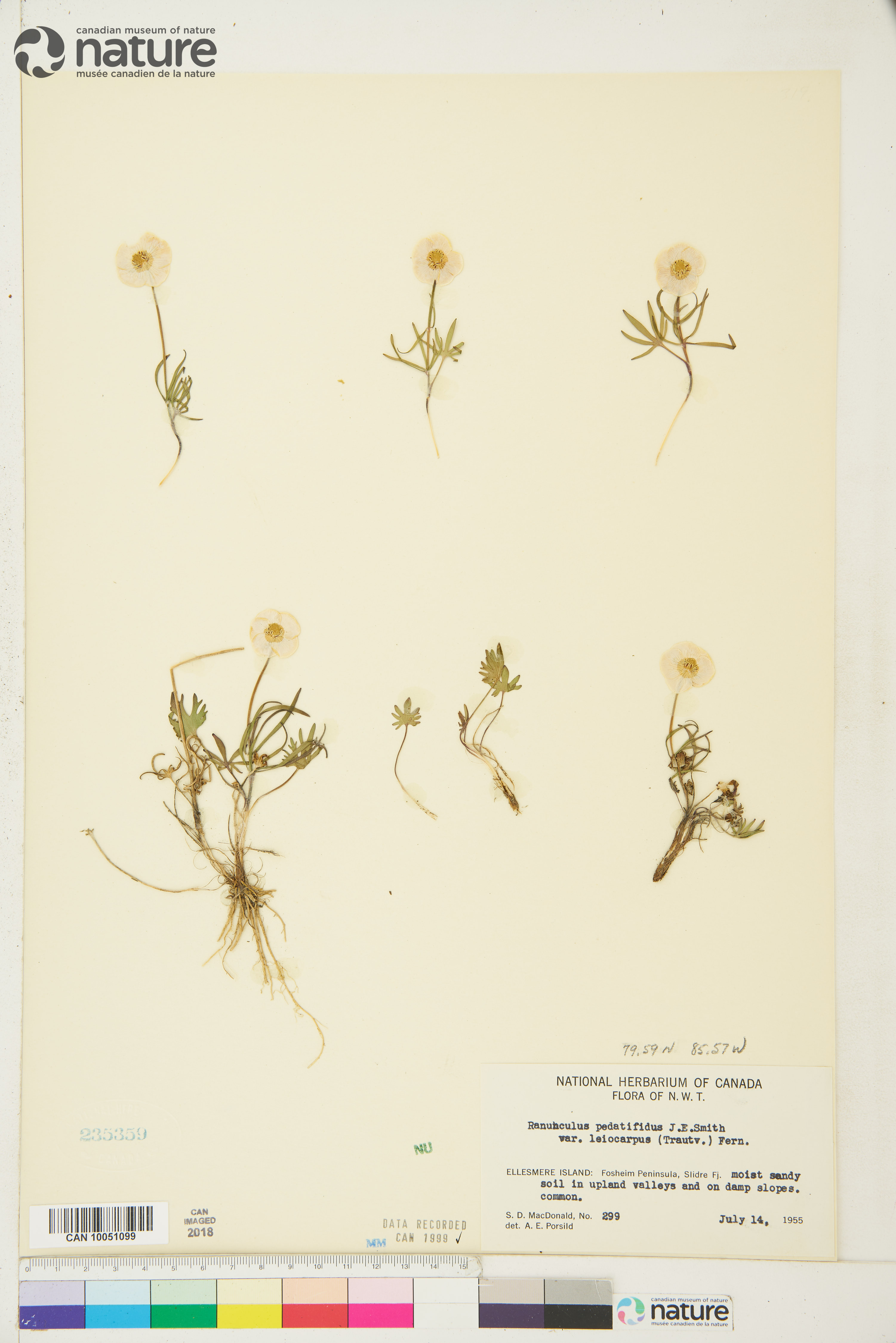 Ranunculus pedatifidus var. affinis image