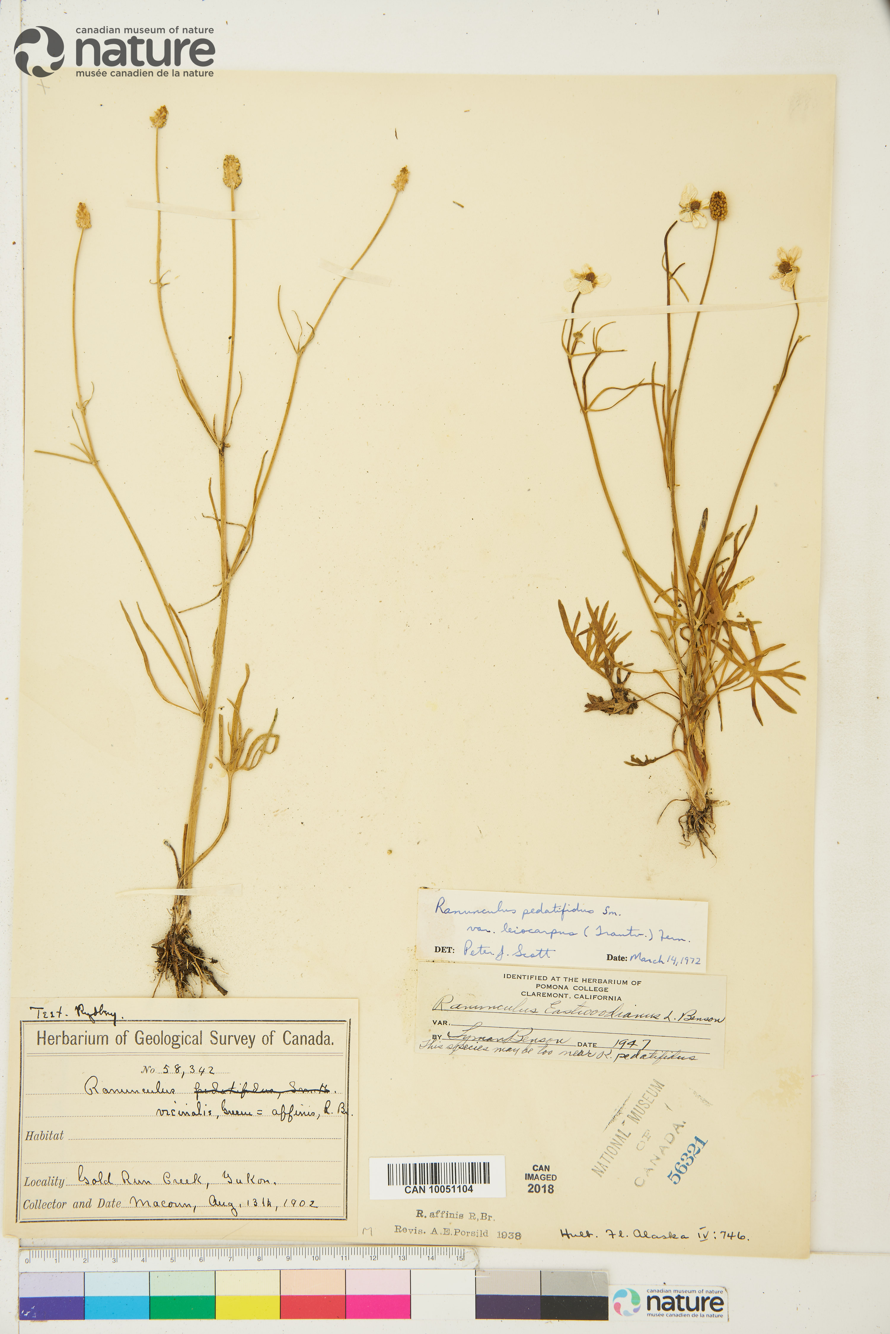 Ranunculus pedatifidus var. pedatifidus image