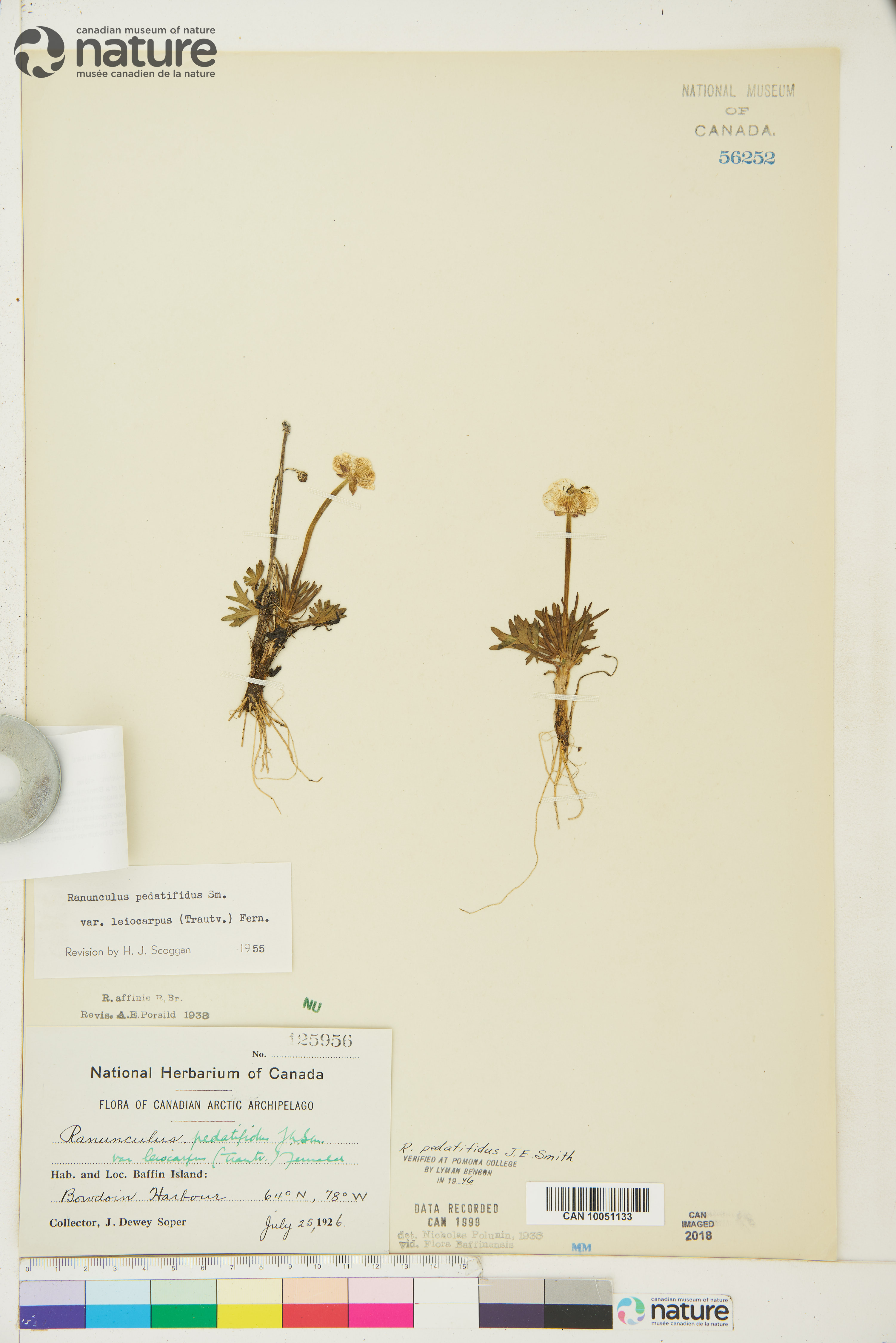 Ranunculus pedatifidus var. affinis image