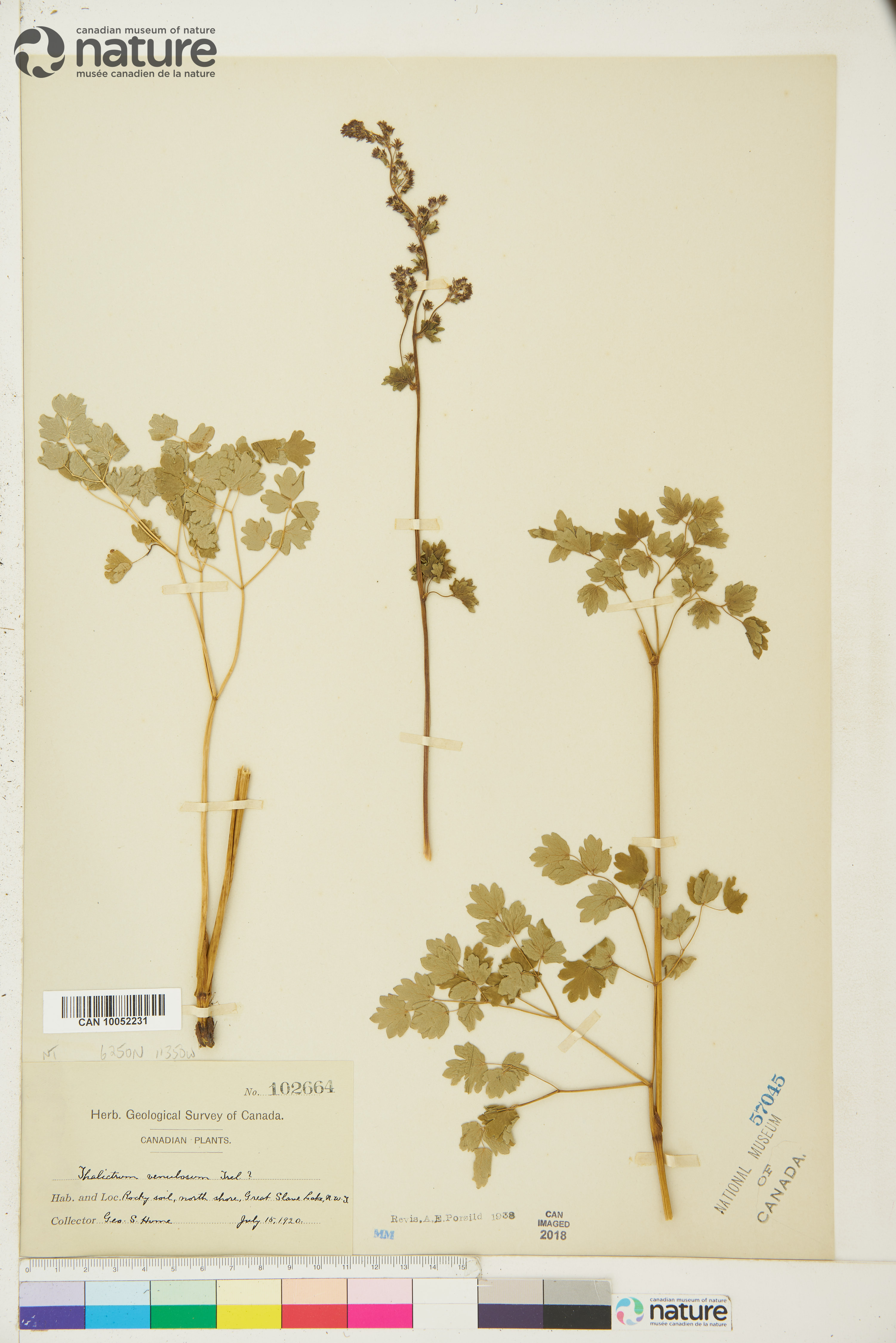 Thalictrum venulosum image