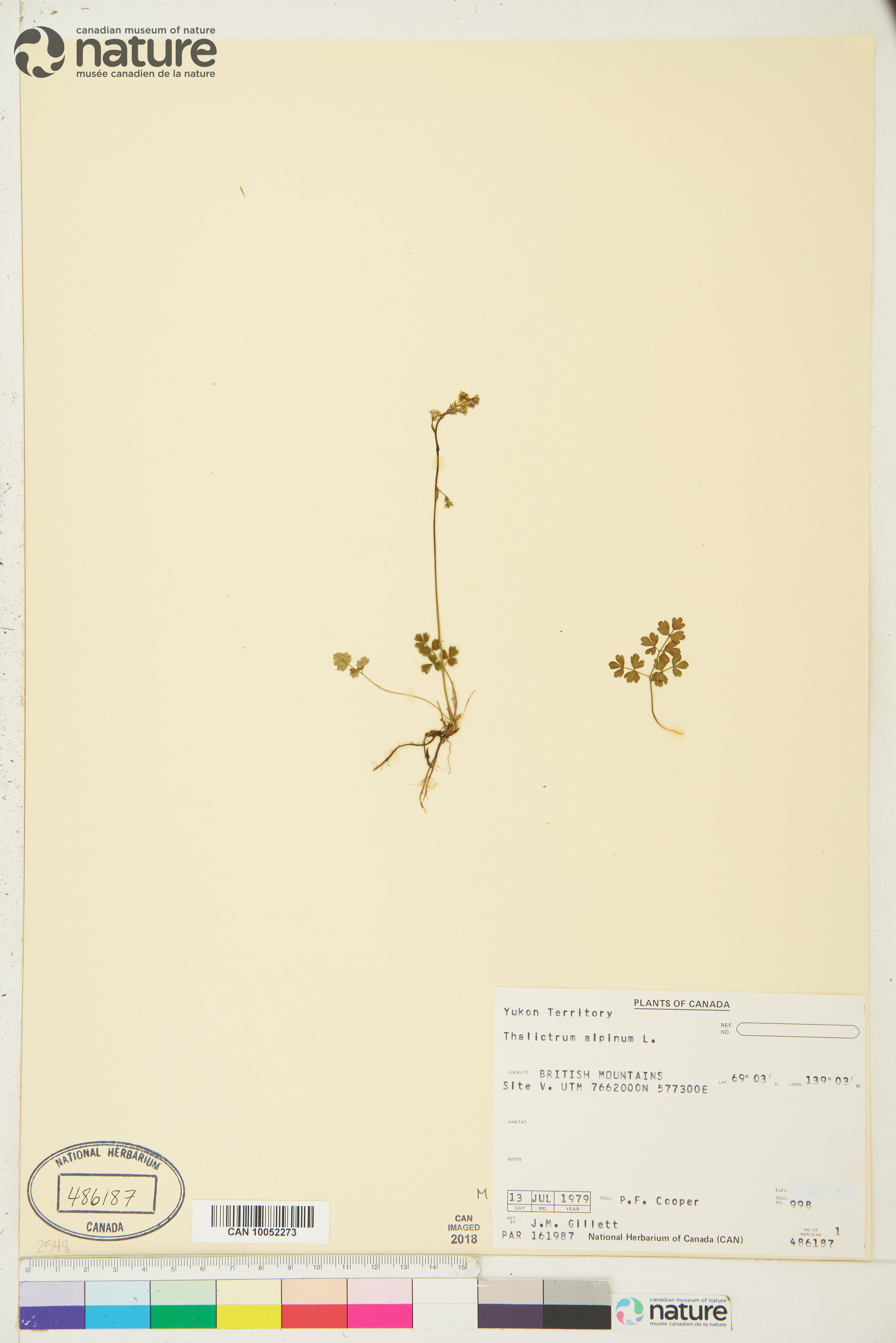 Thalictrum alpinum image