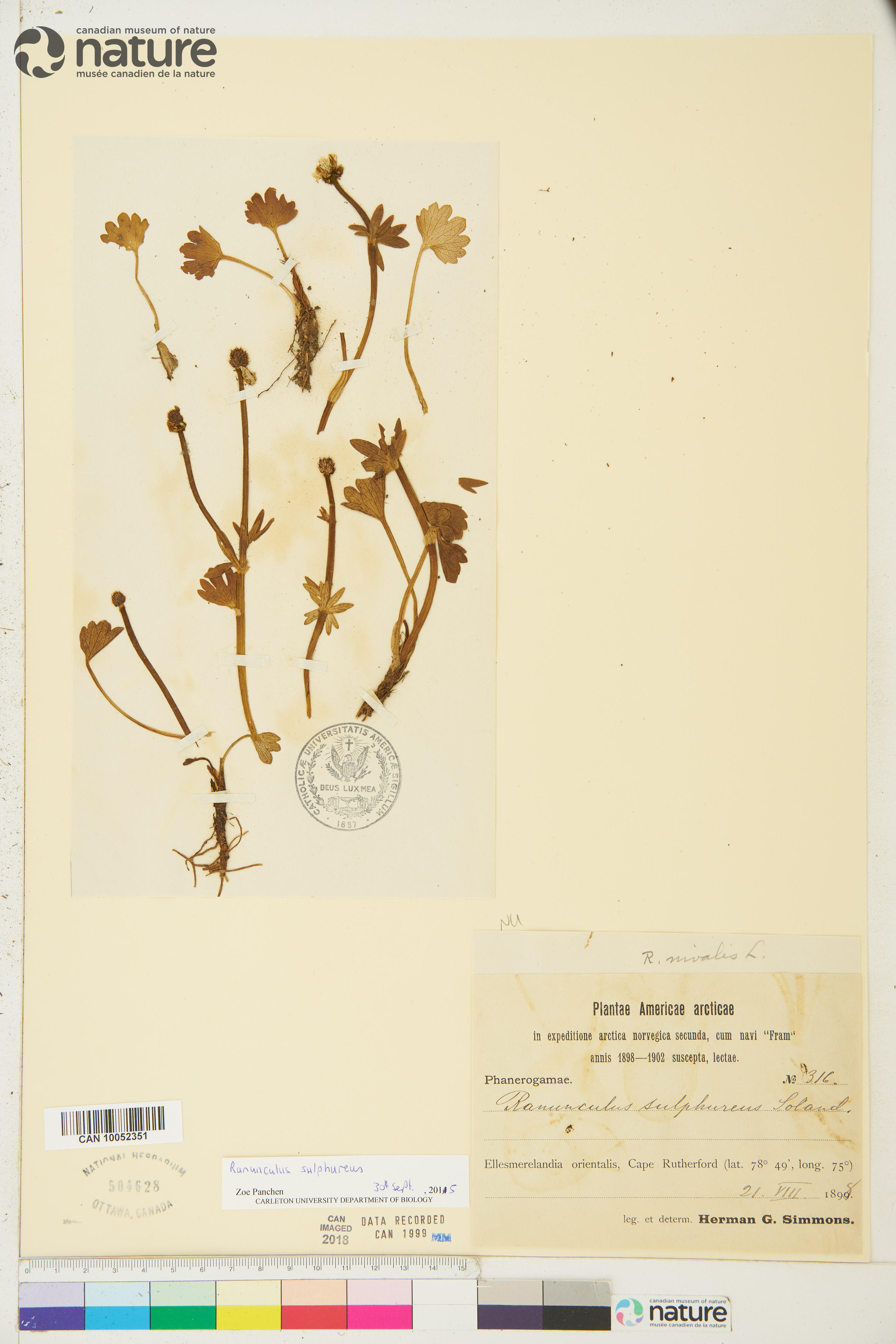 Ranunculus sulphureus image