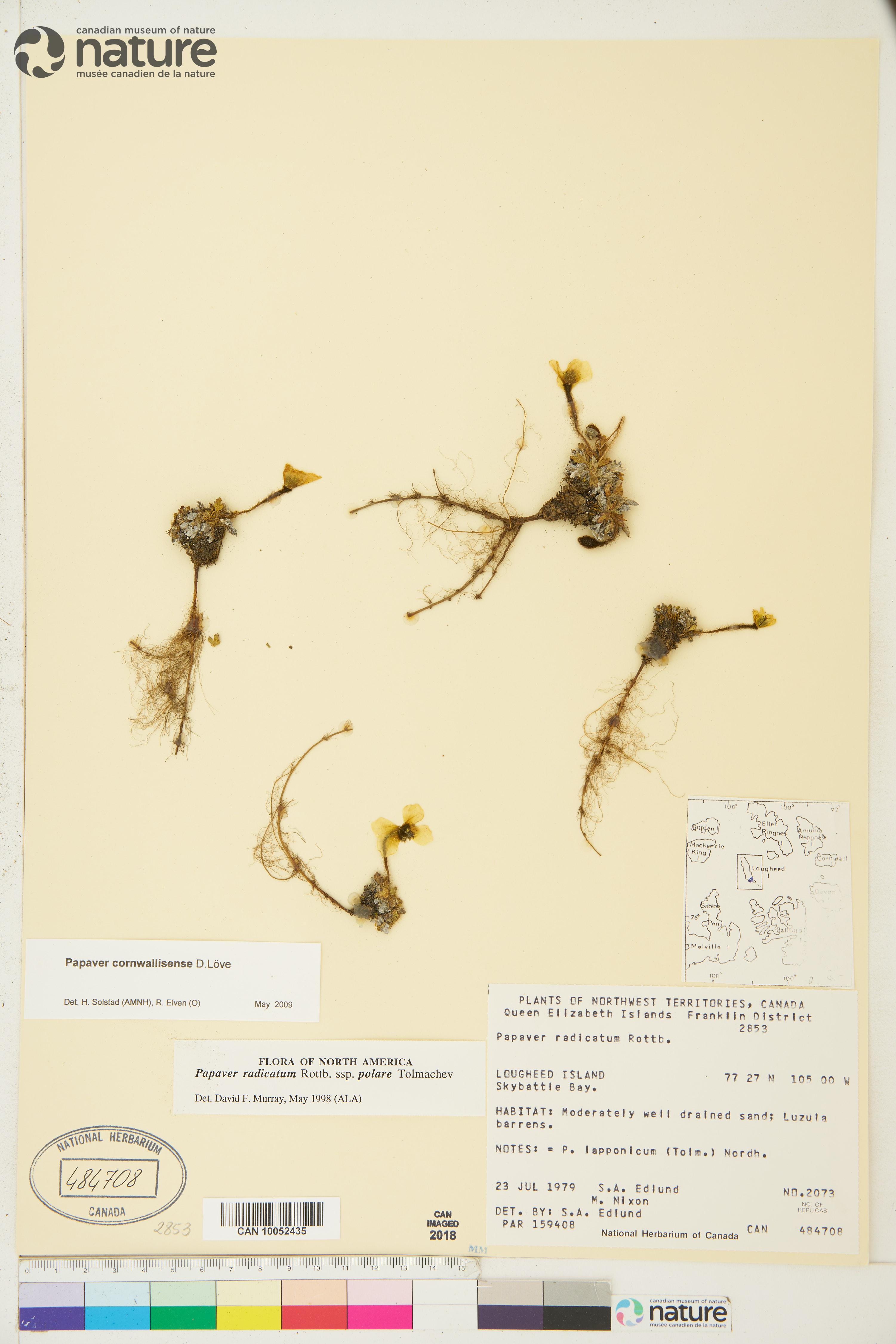 Papaver radicatum subsp. polare image