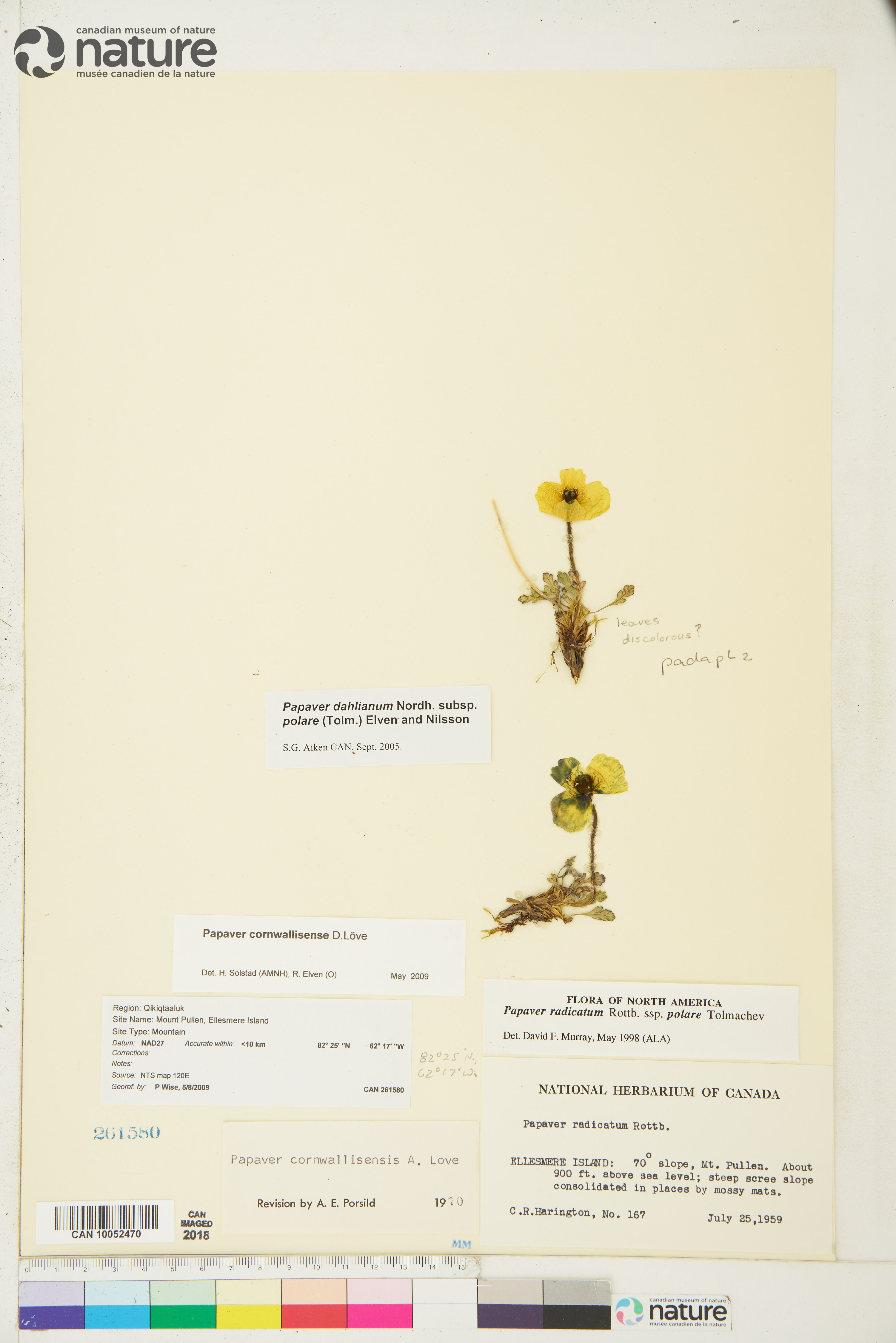 Papaver radicatum subsp. polare image