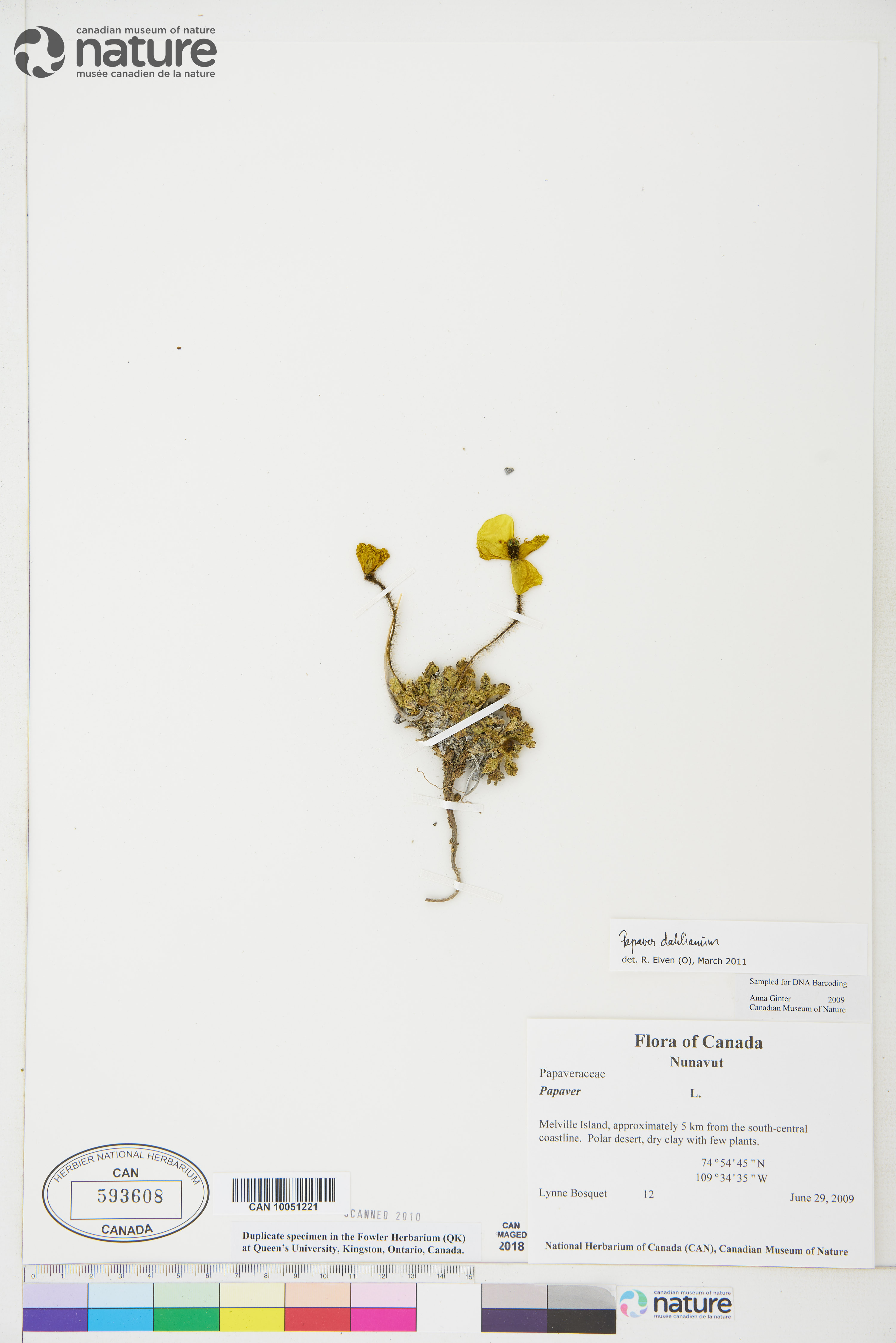 Papaver radicatum subsp. polare image
