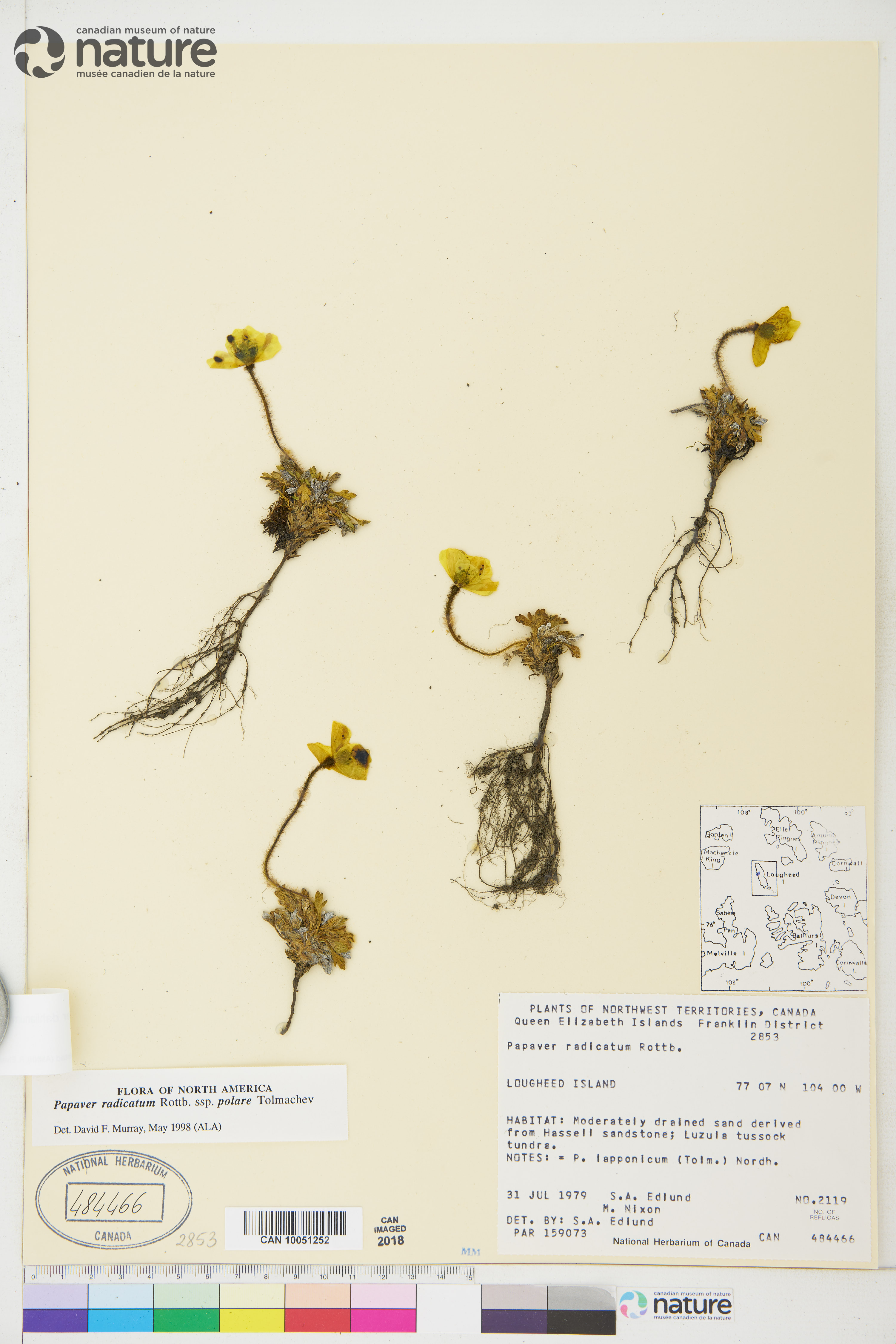 Papaver radicatum subsp. polare image