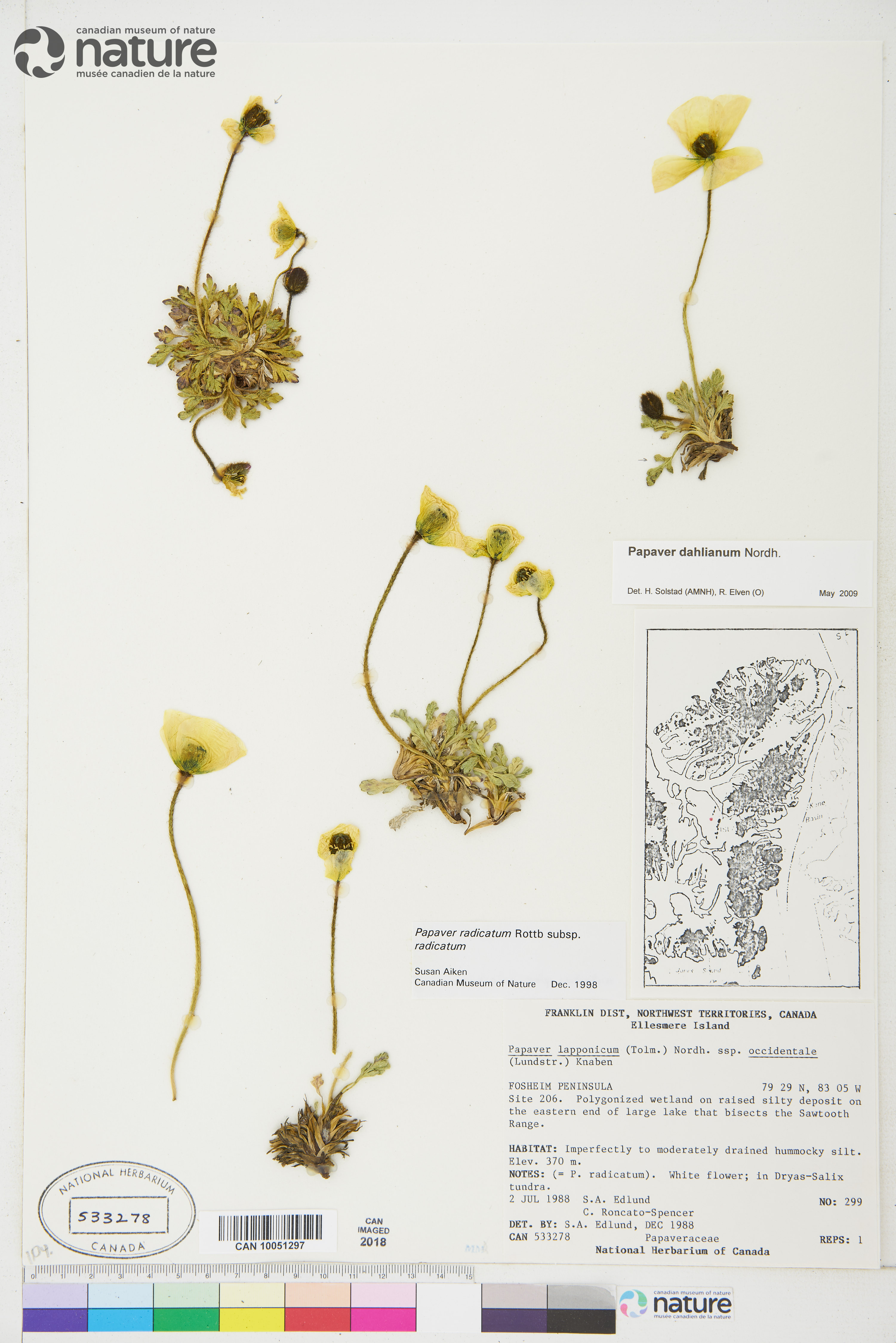 Papaver radicatum subsp. polare image