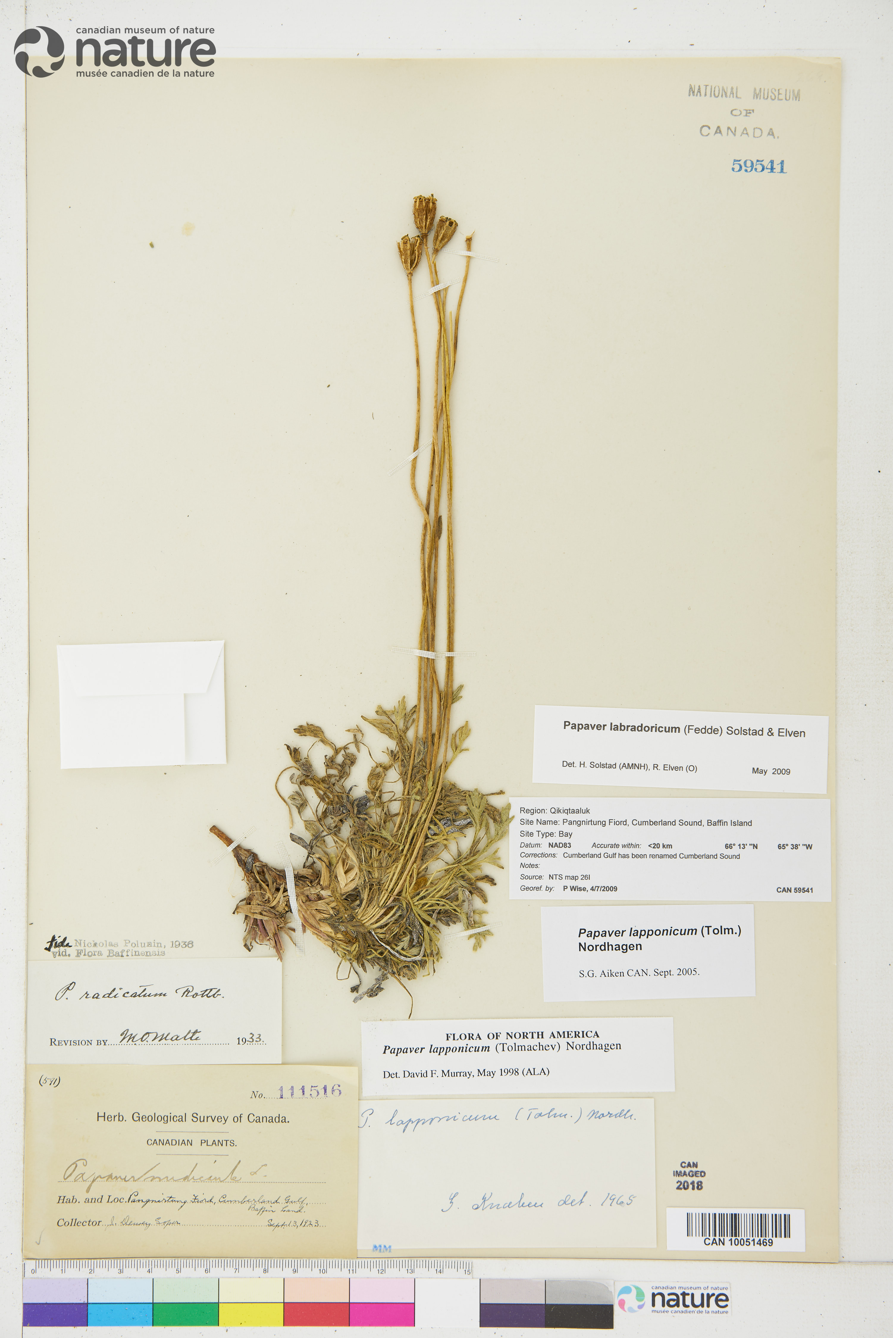 Papaver radicatum subsp. radicatum image