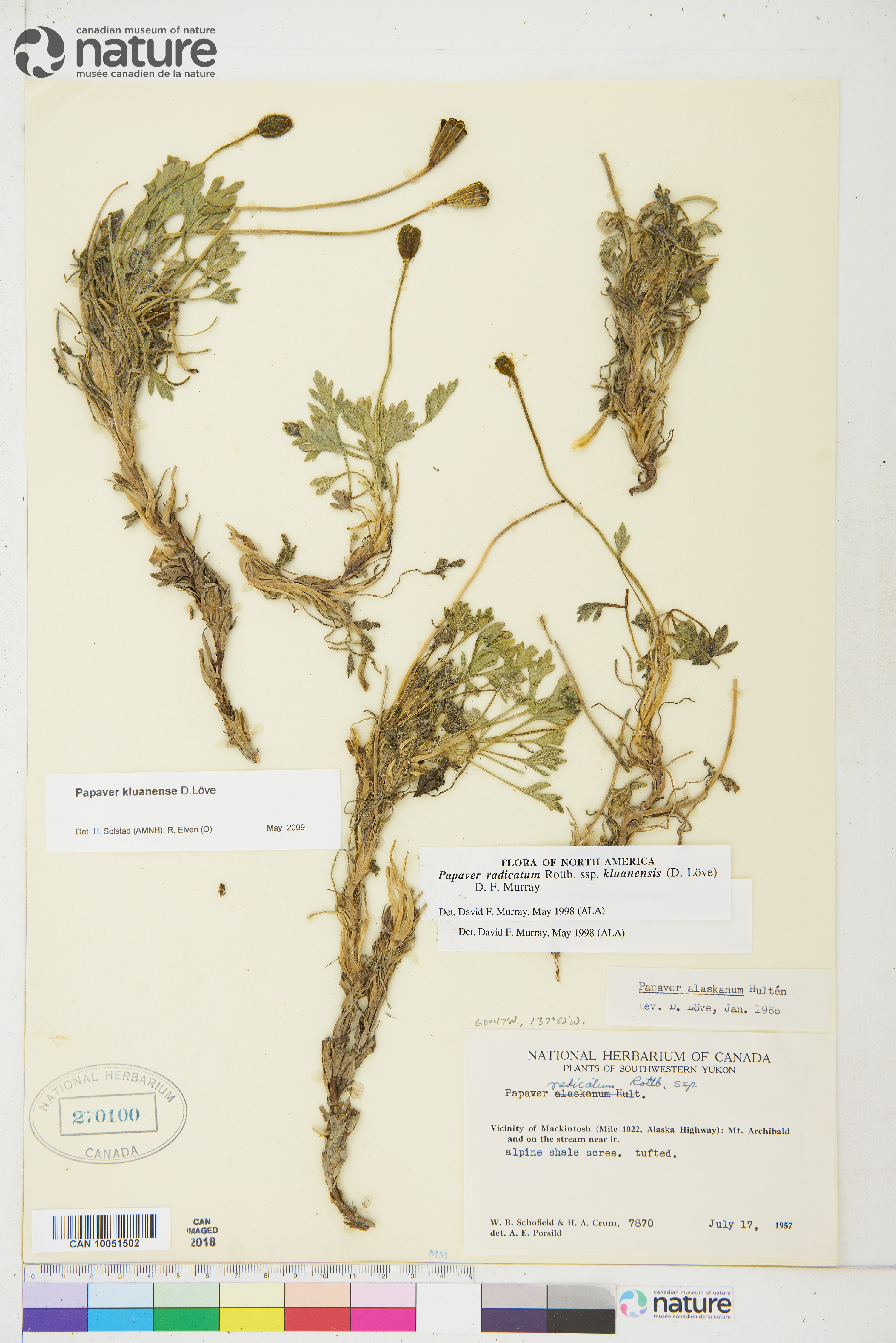 Papaver kluanense image