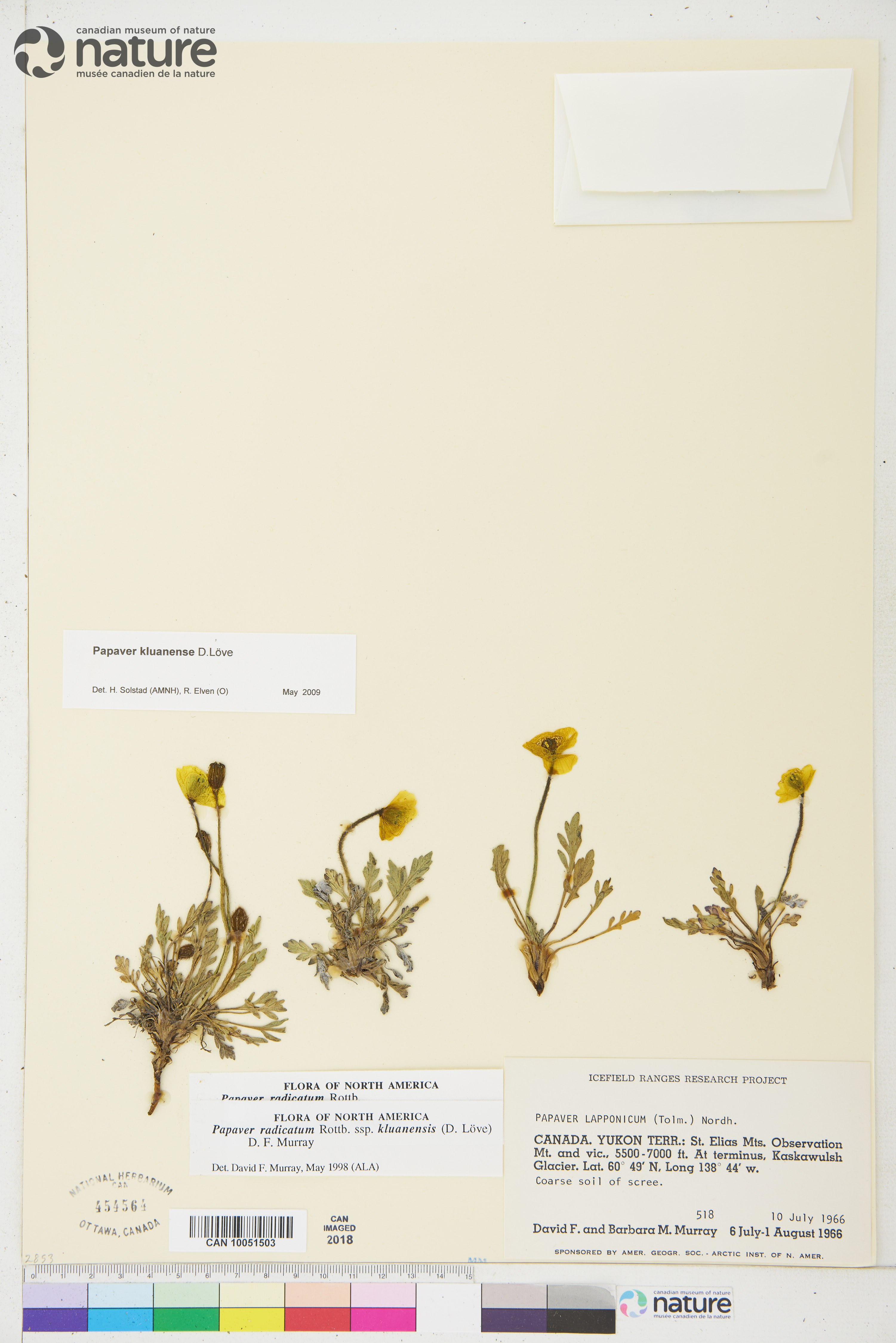 Papaver kluanense image