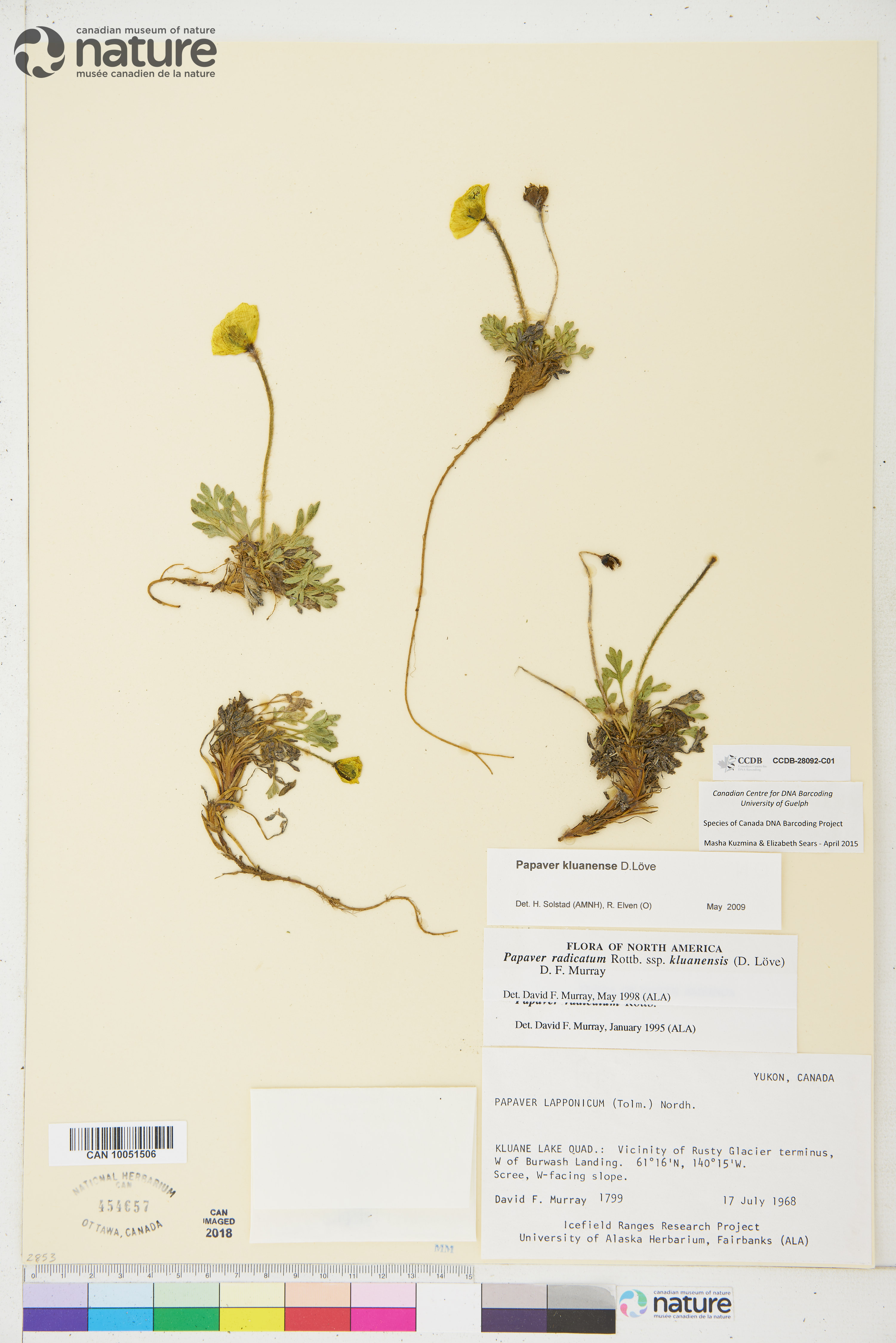 Papaver kluanense image