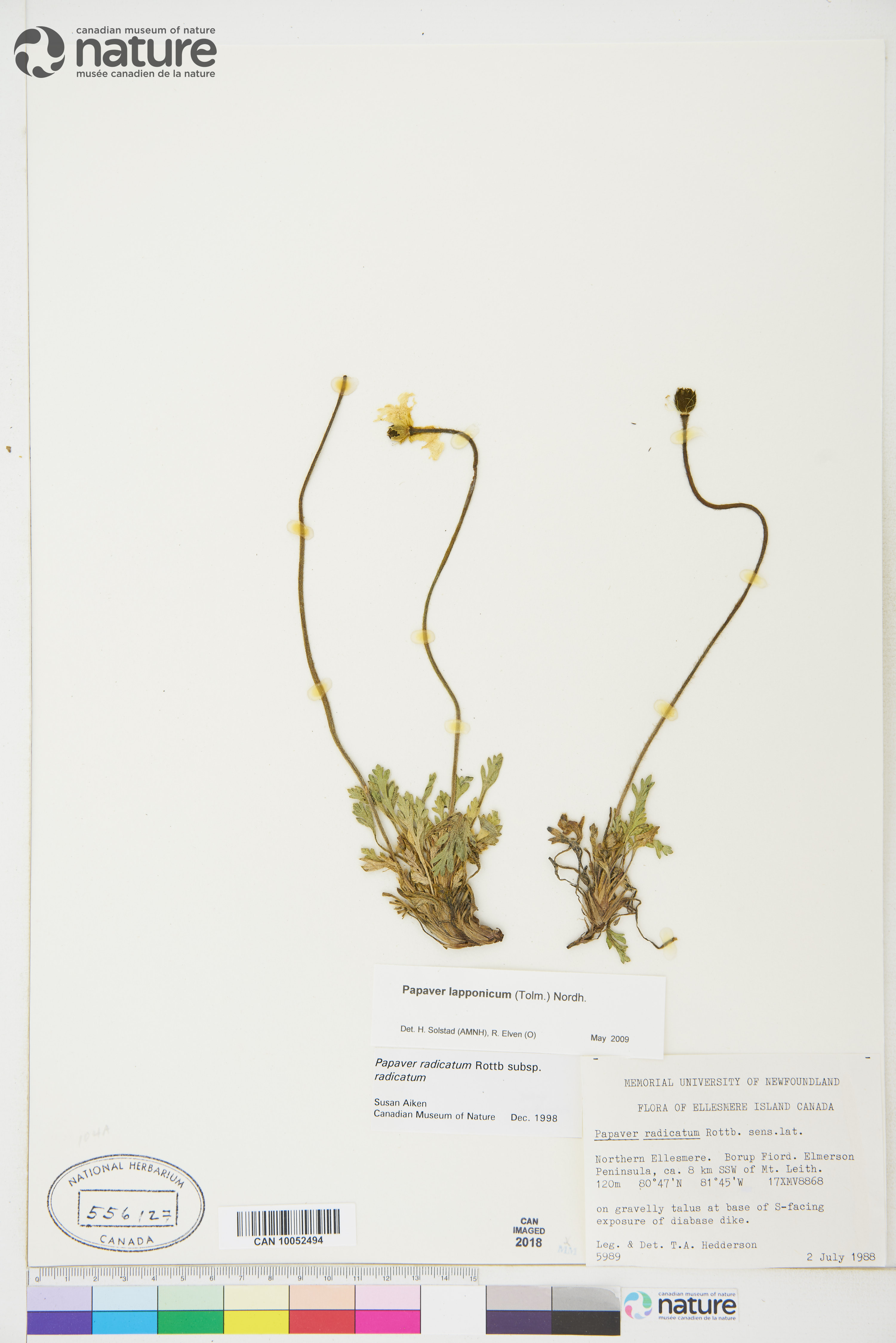 Papaver lapponicum image
