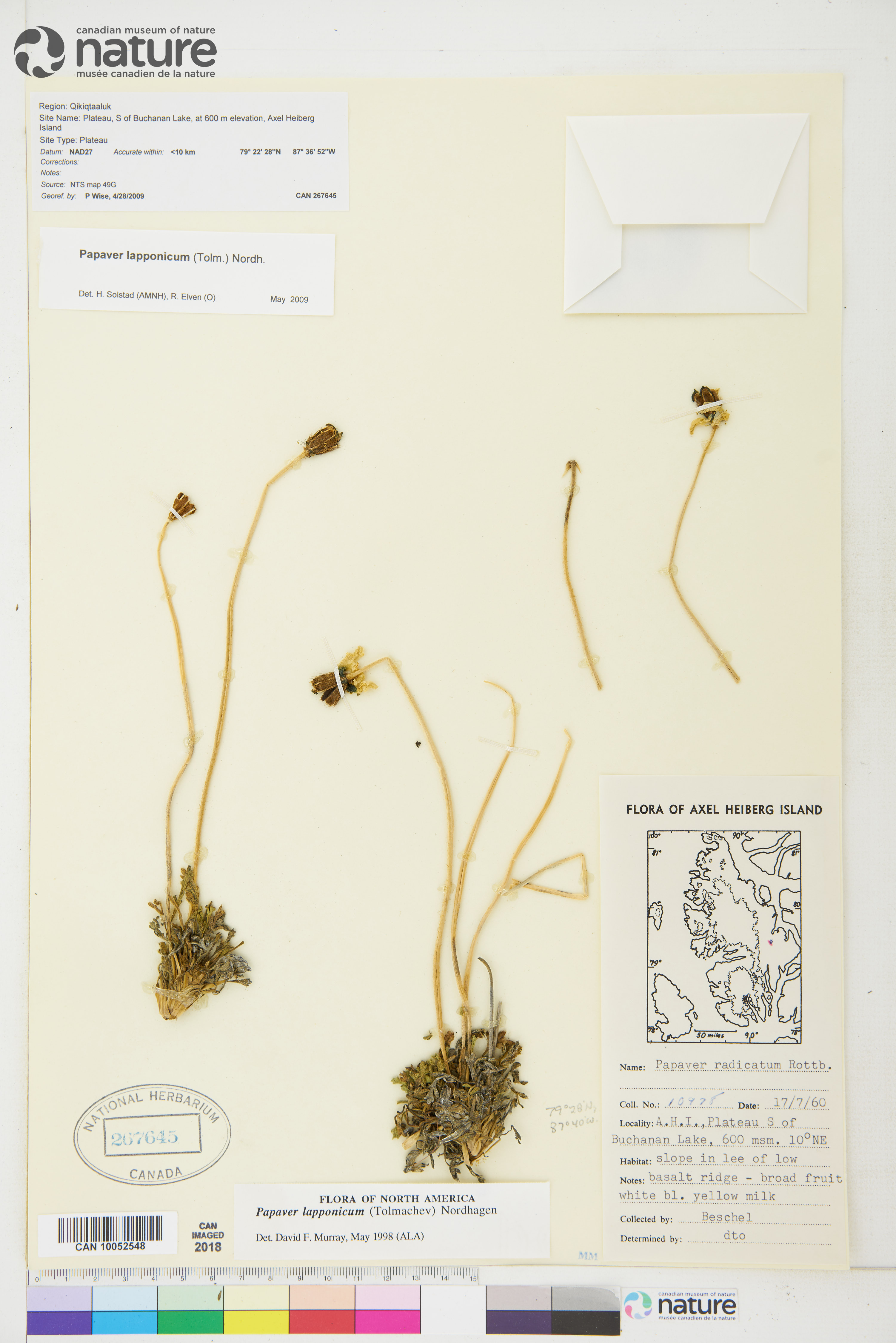 Papaver lapponicum image