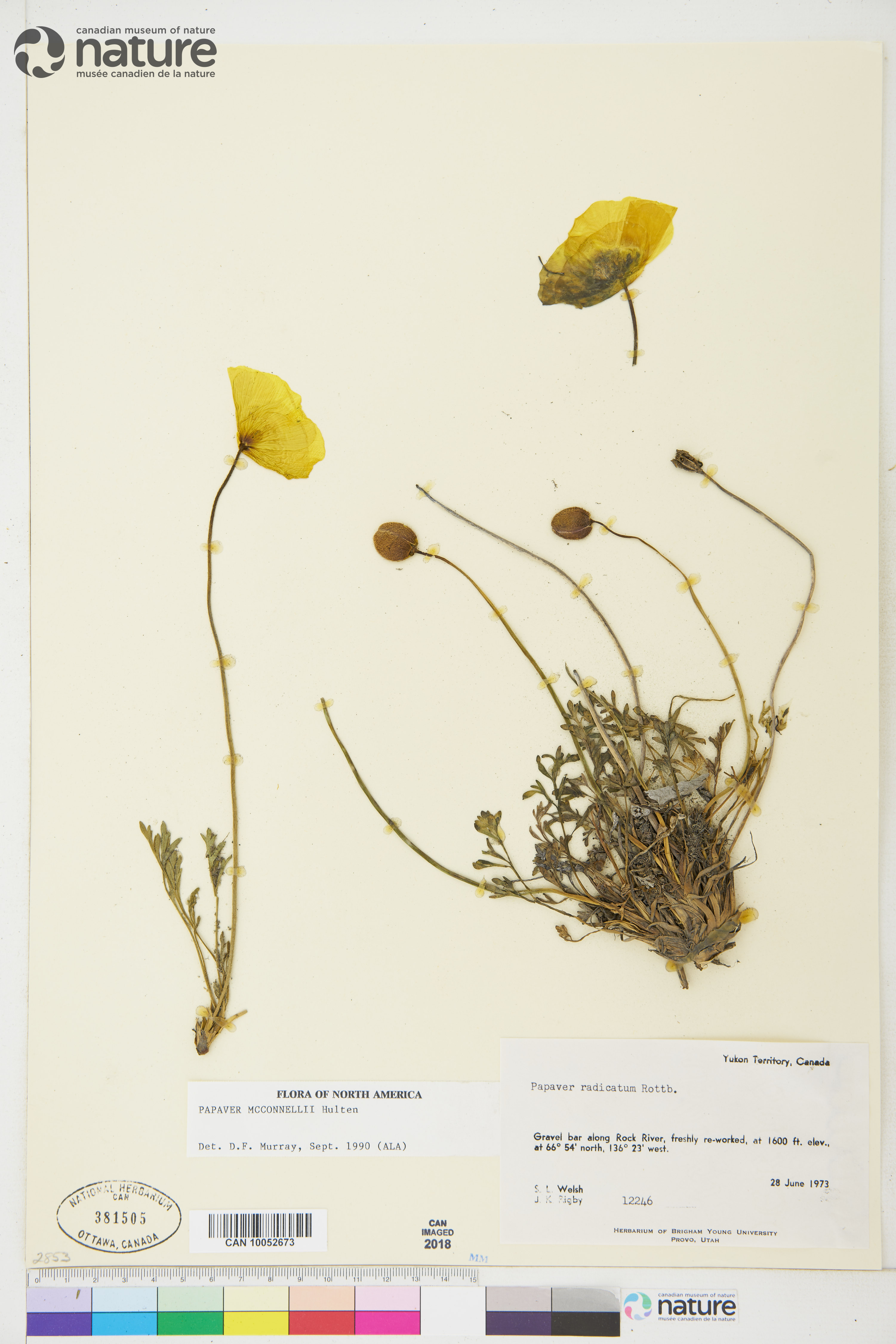 Papaver mcconnellii image