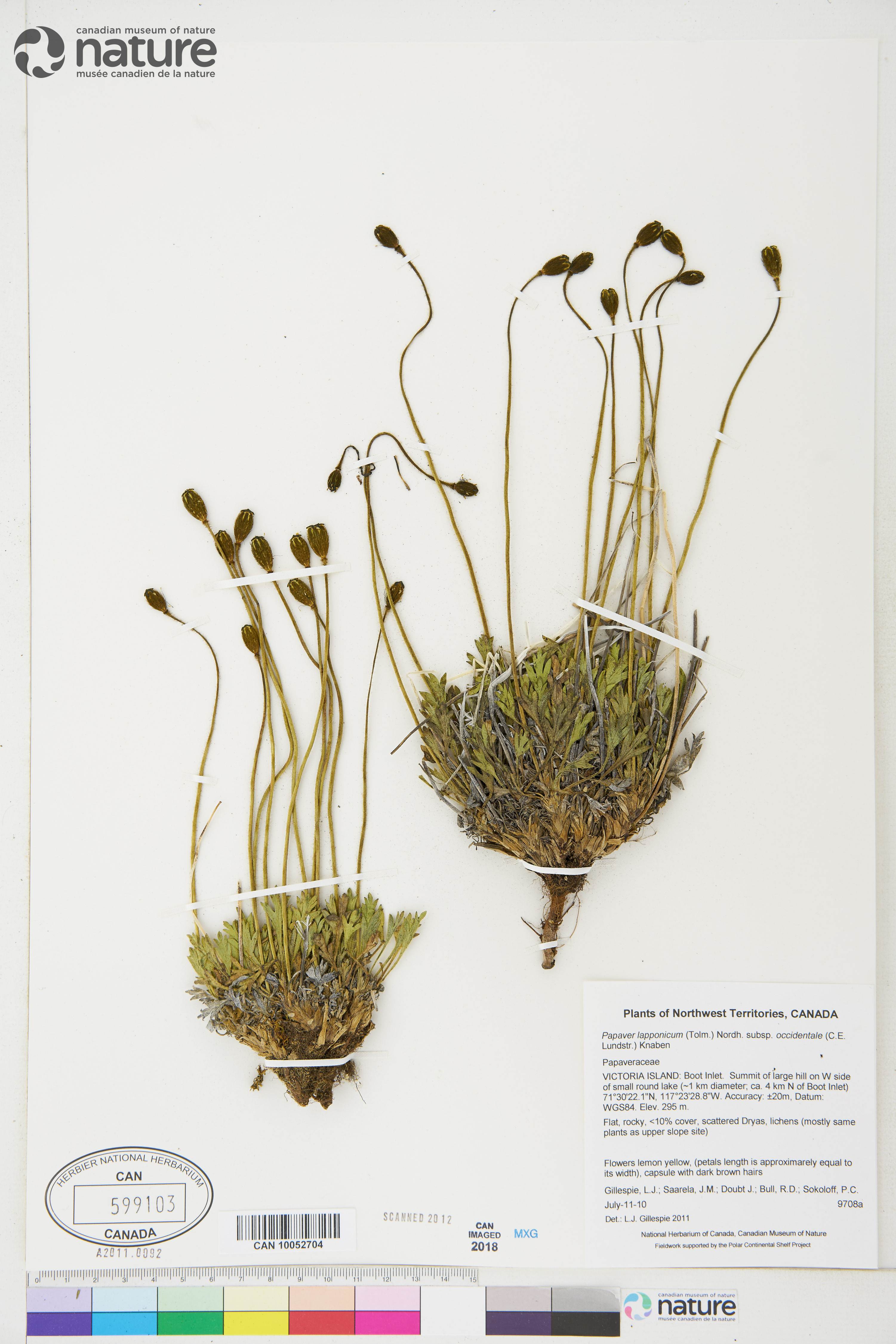 Papaver lapponicum subsp. occidentale image