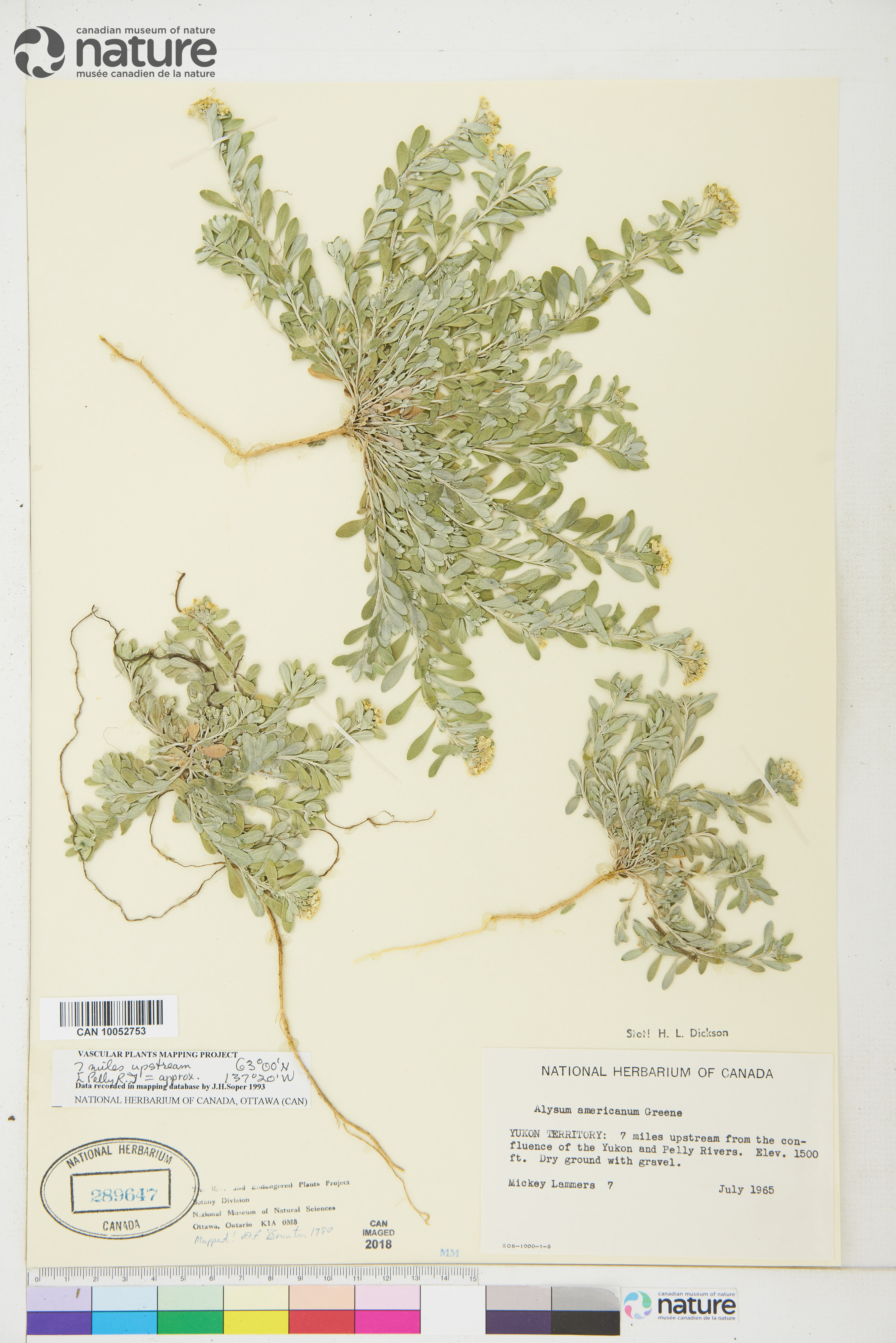 Alyssum obovatum image