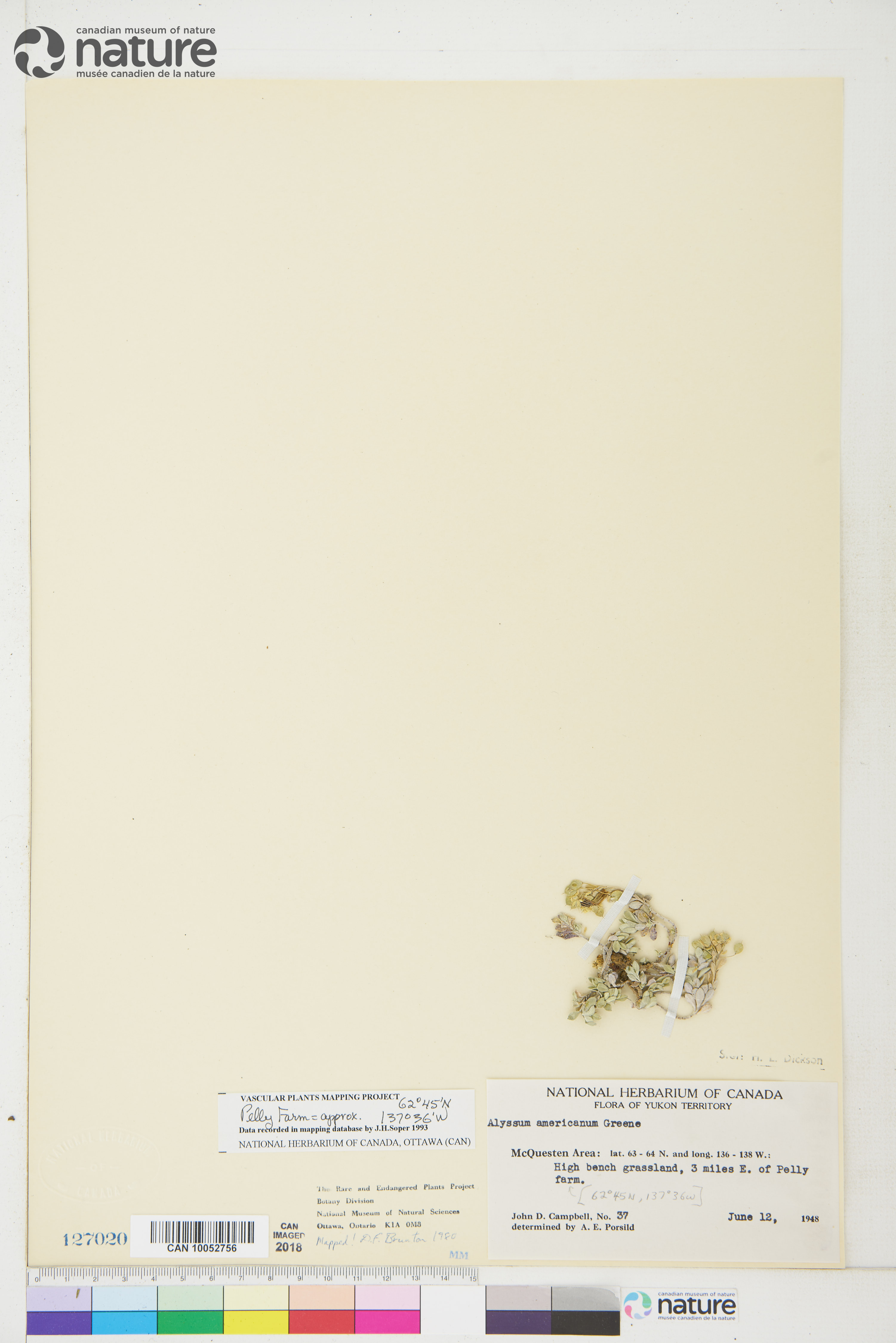 Alyssum obovatum image