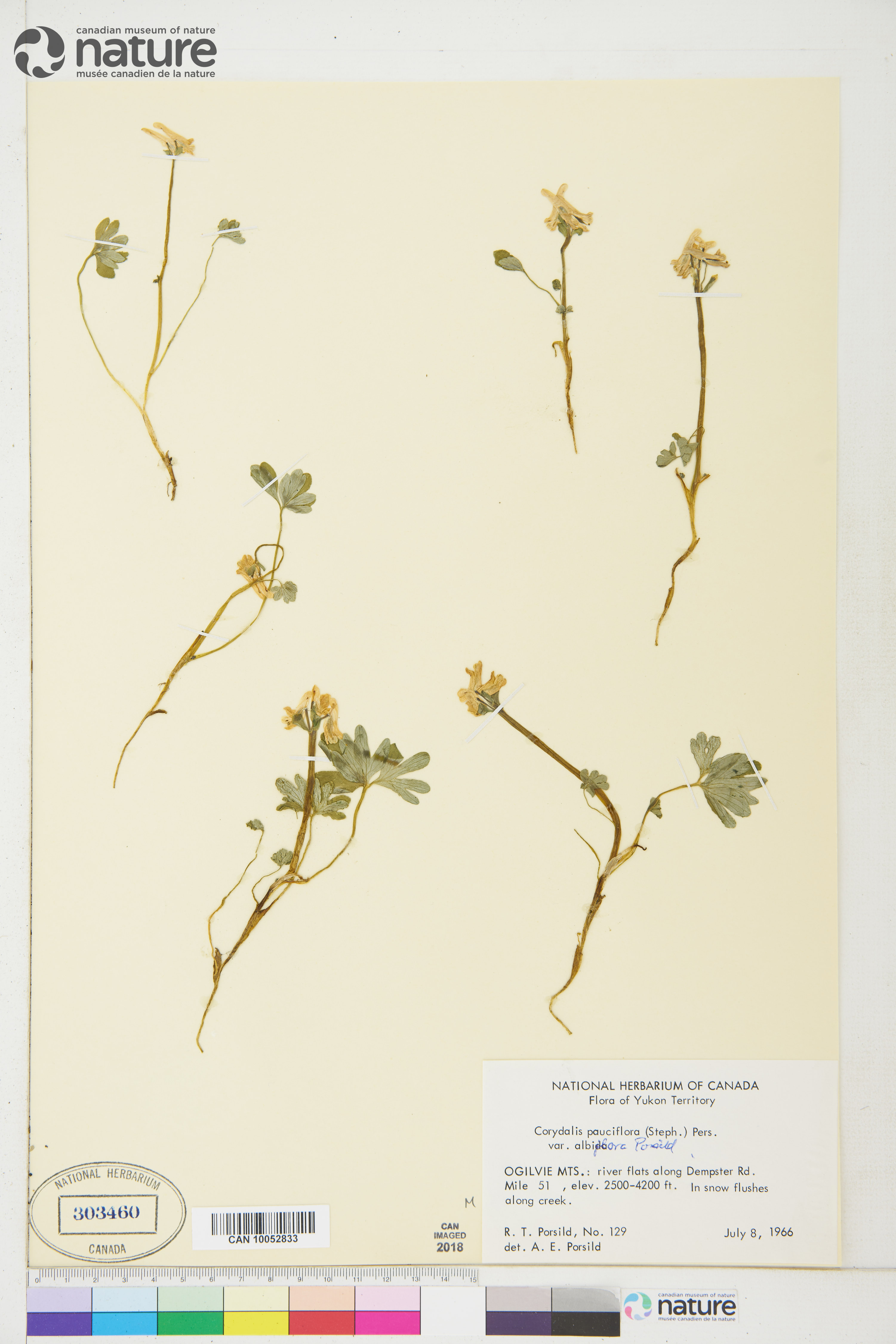 Corydalis pauciflora image