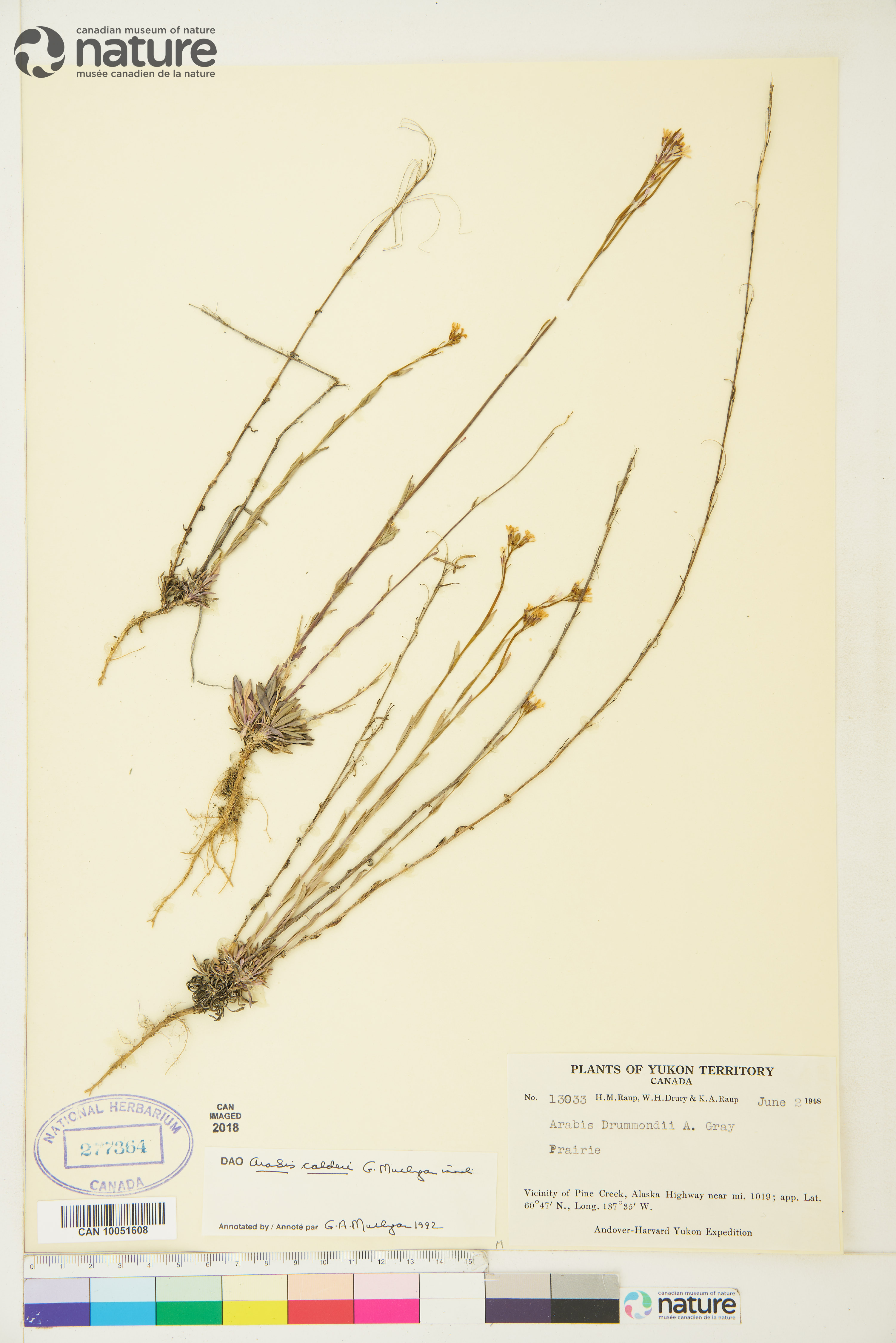 Boechera calderi image