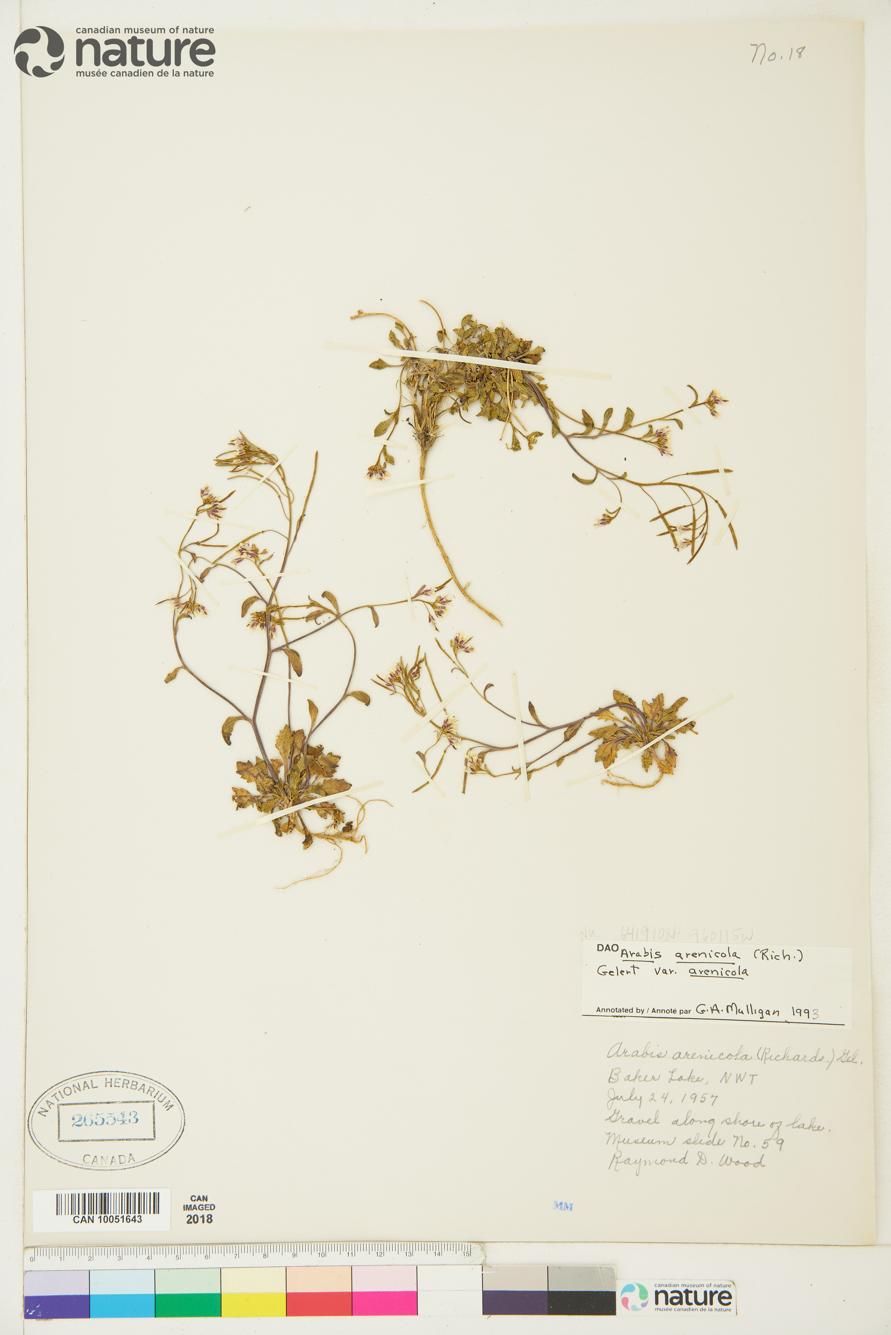 Arabidopsis arenicola image