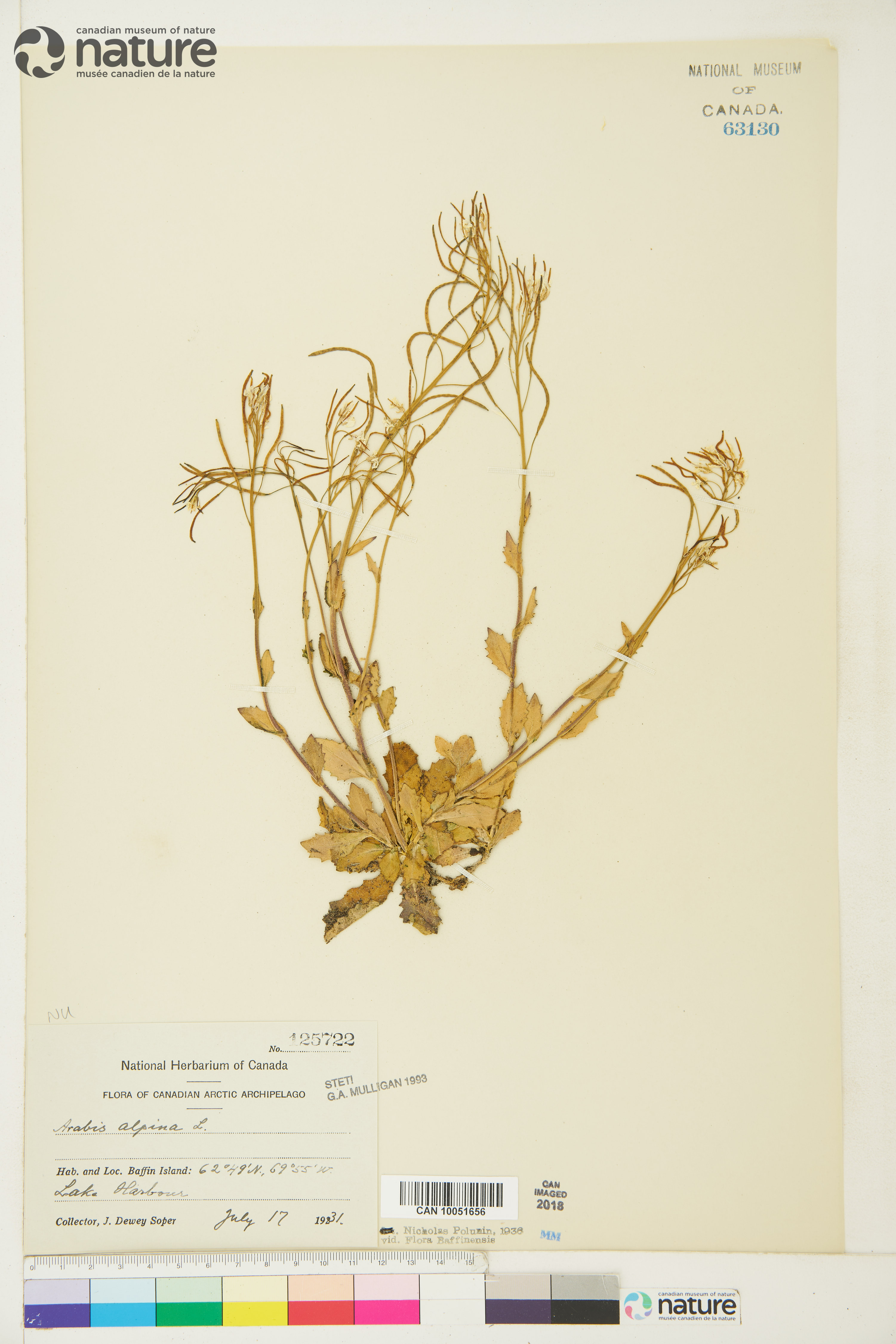 Arabis alpina image