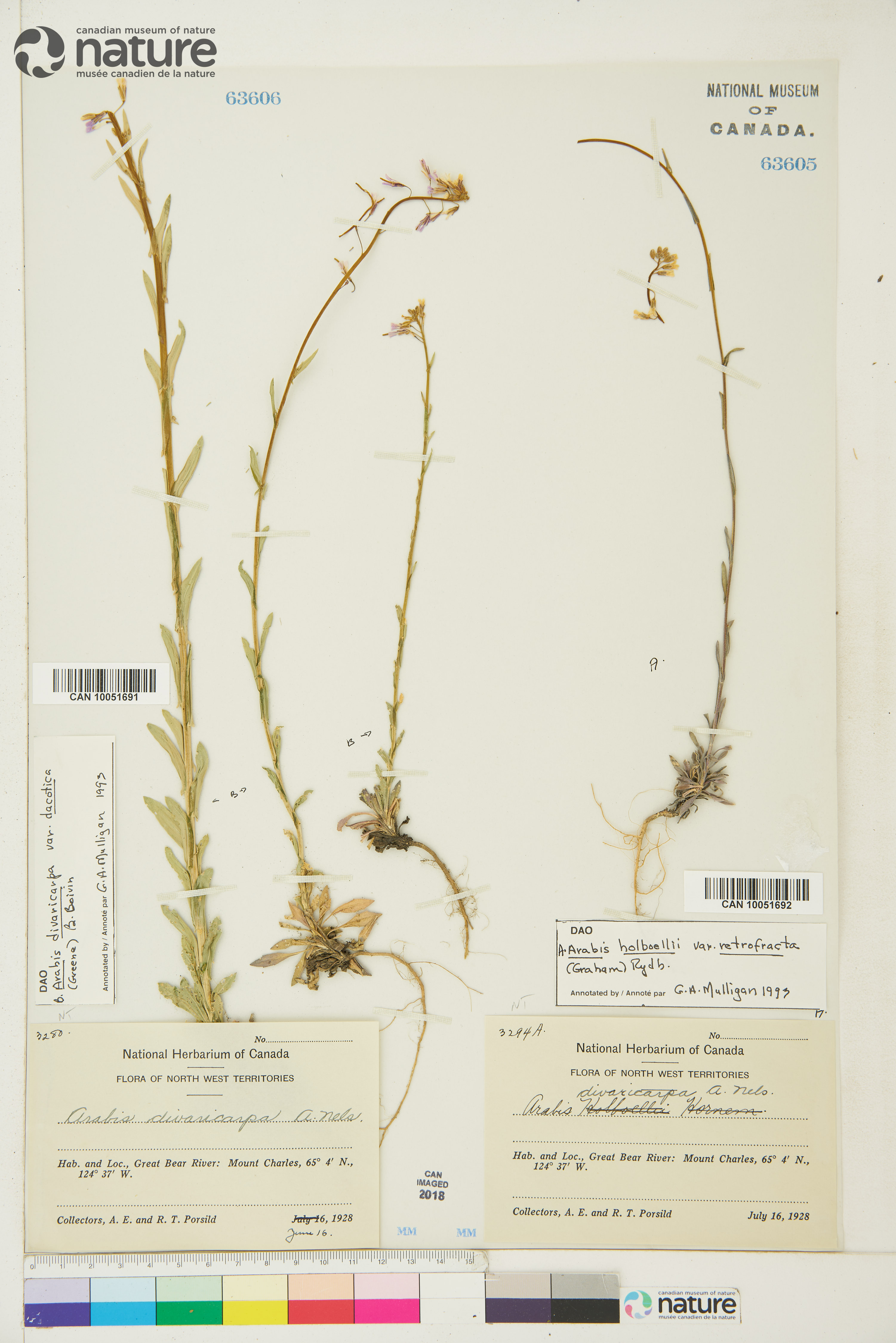 Boechera grahamii image
