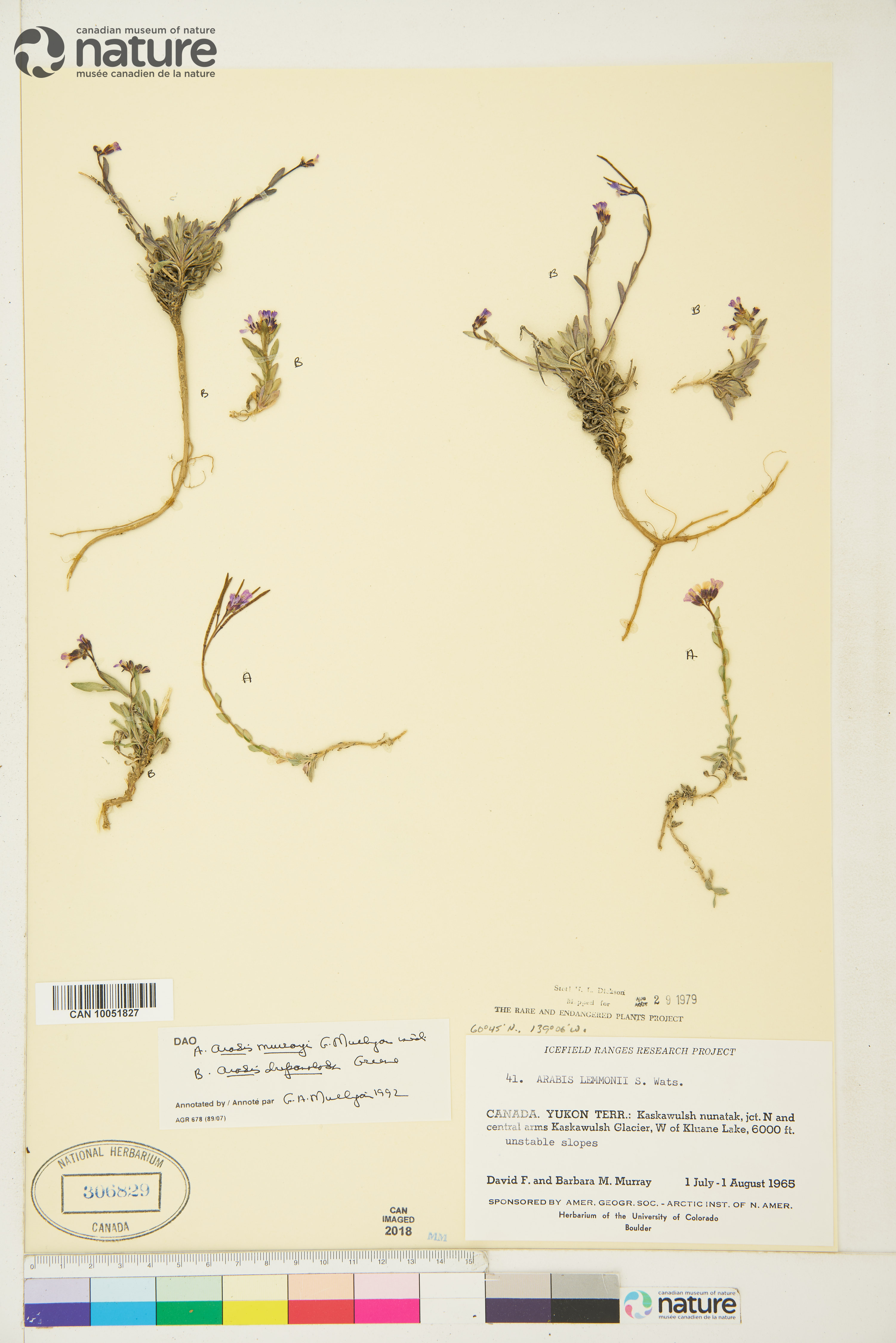 Boechera drepanoloba image