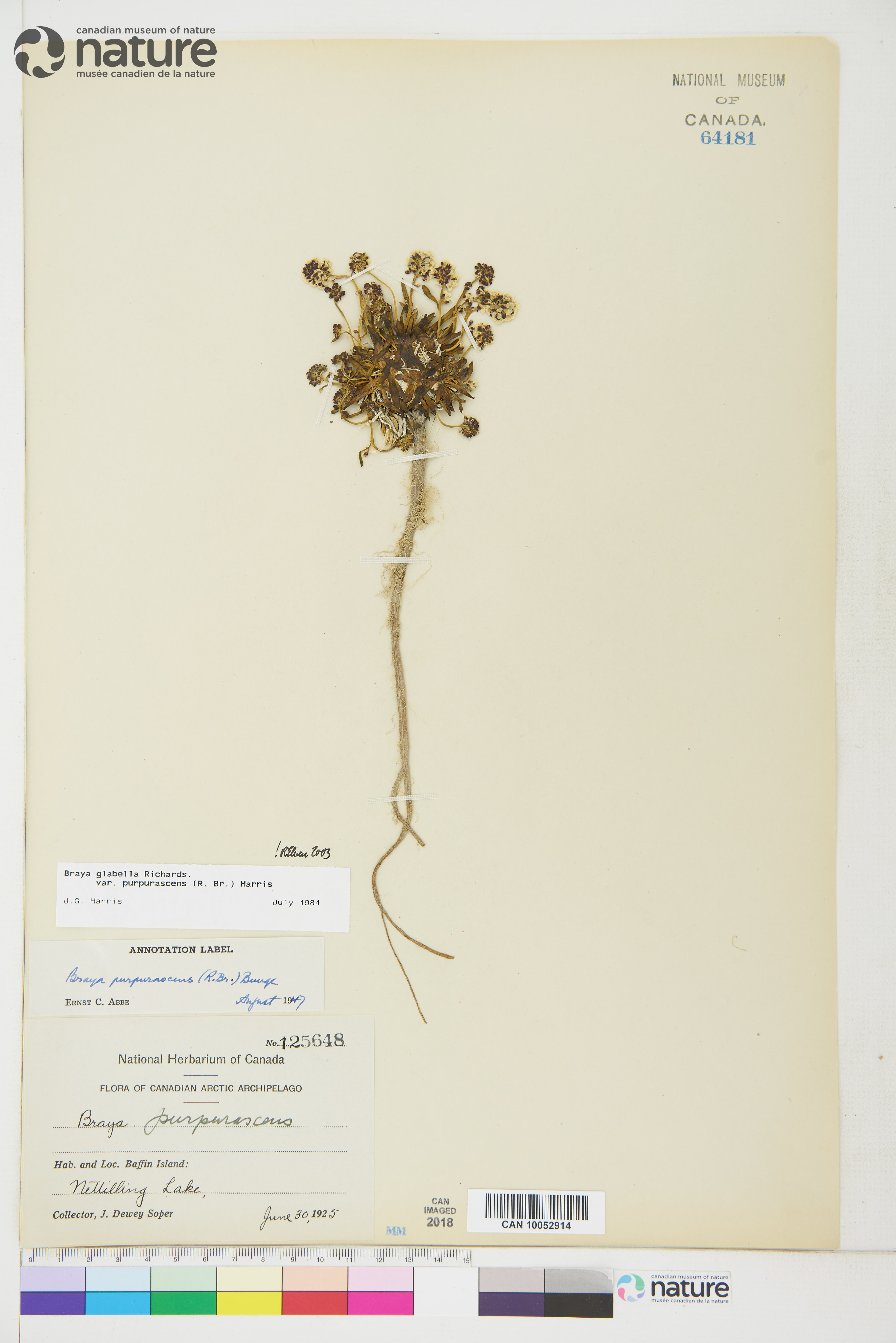 Braya glabella subsp. purpurascens image