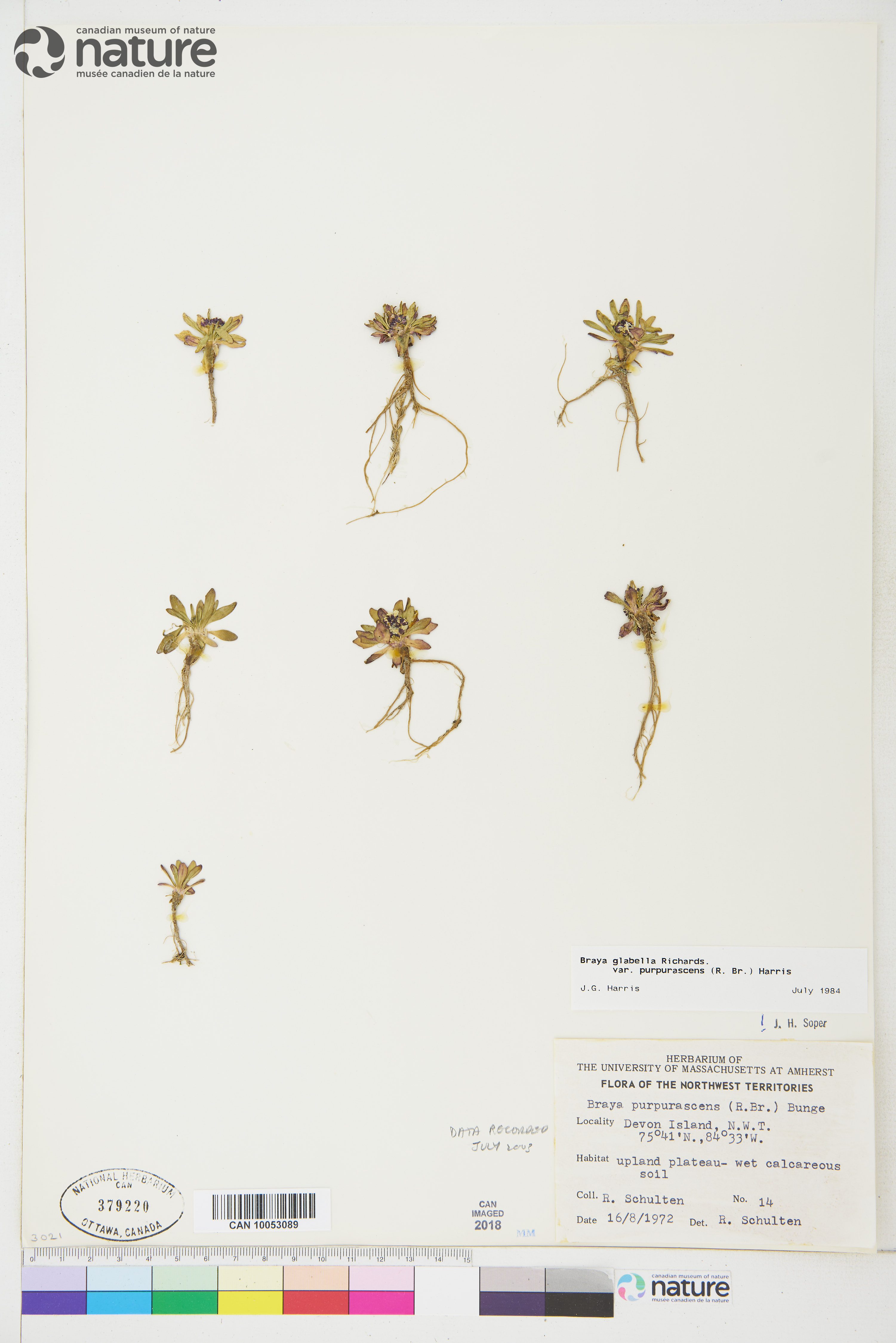 Braya glabella subsp. purpurascens image