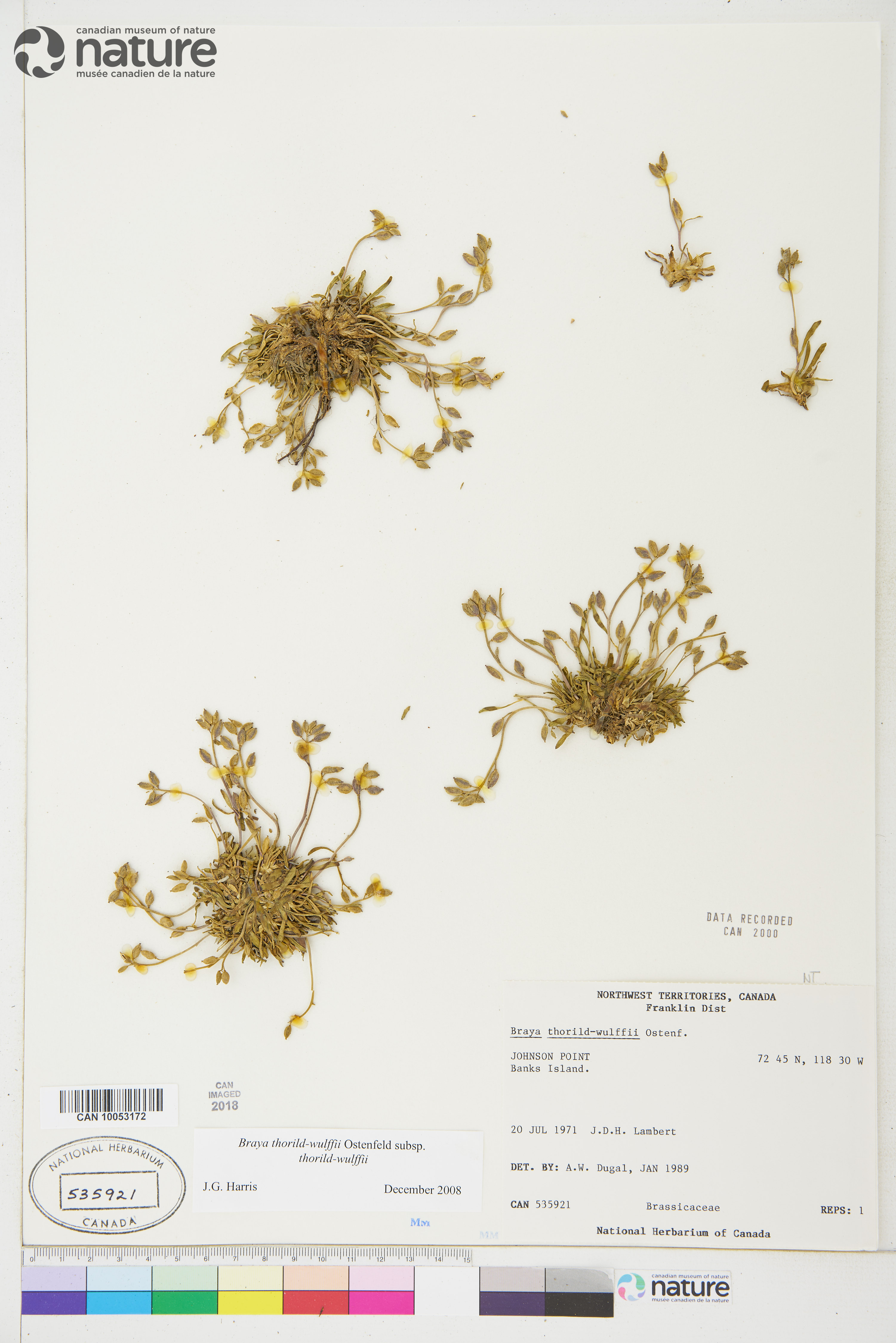 Braya thorild-wulffii image