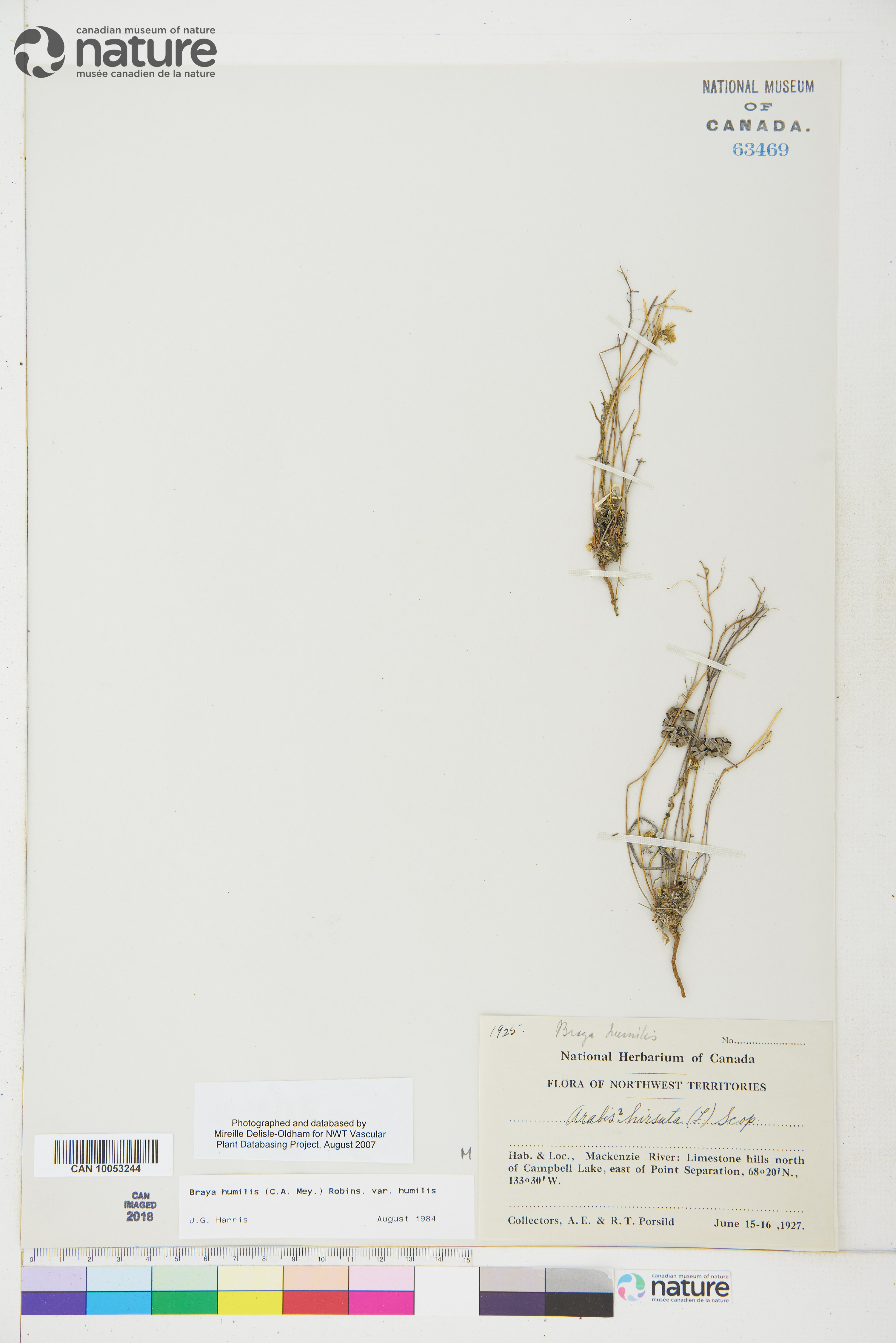 Braya humilis subsp. humilis image