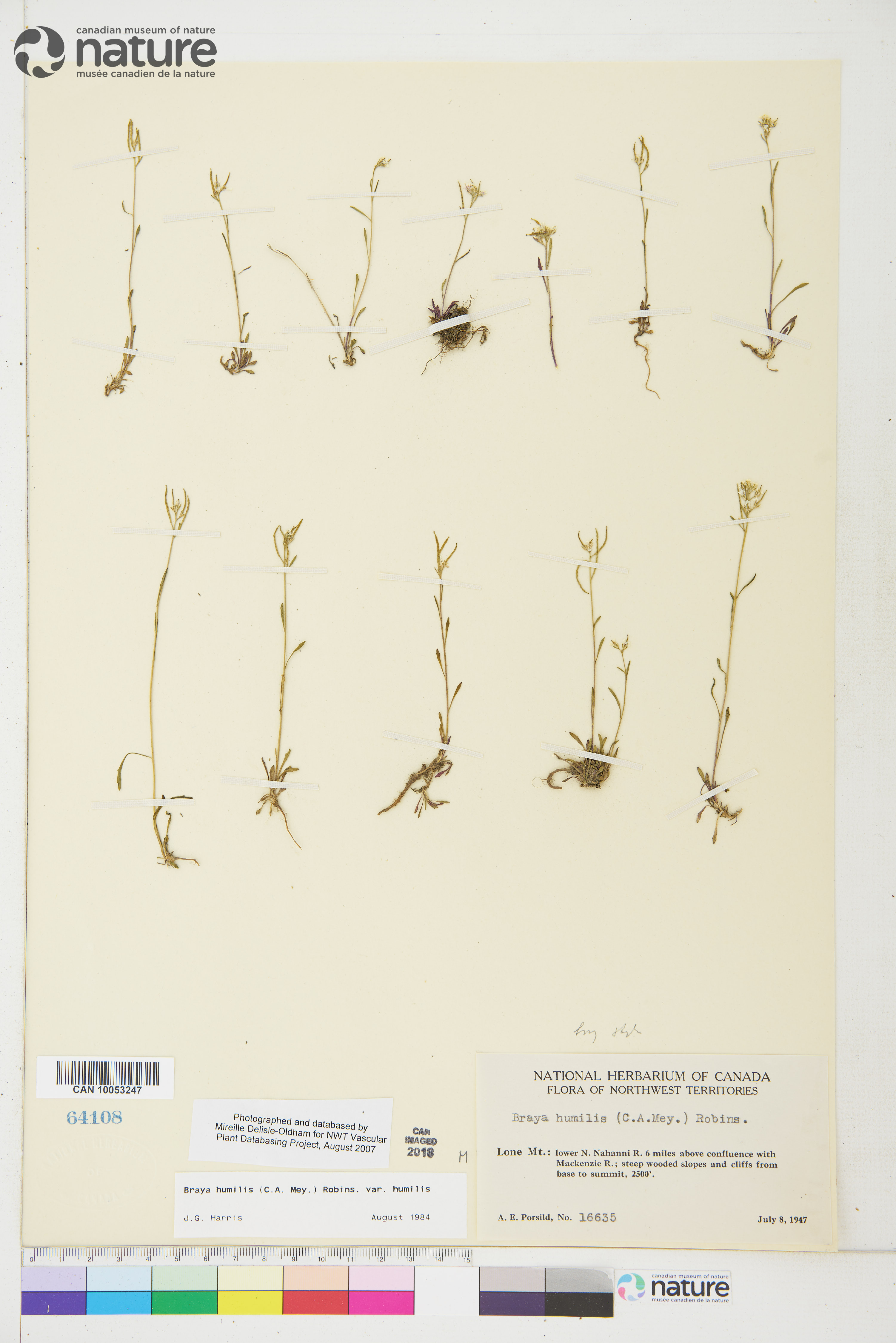 Braya humilis subsp. humilis image