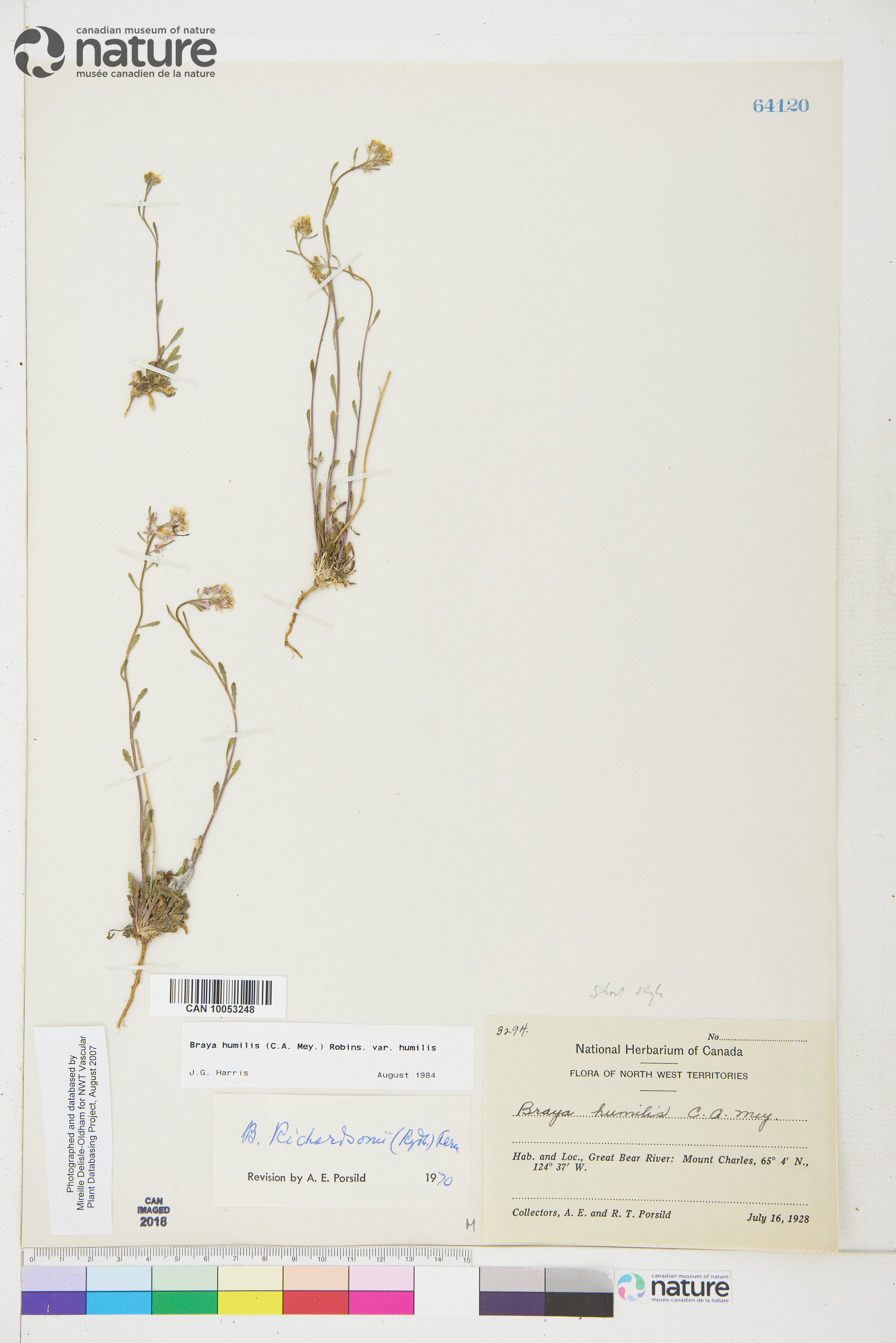 Braya humilis image