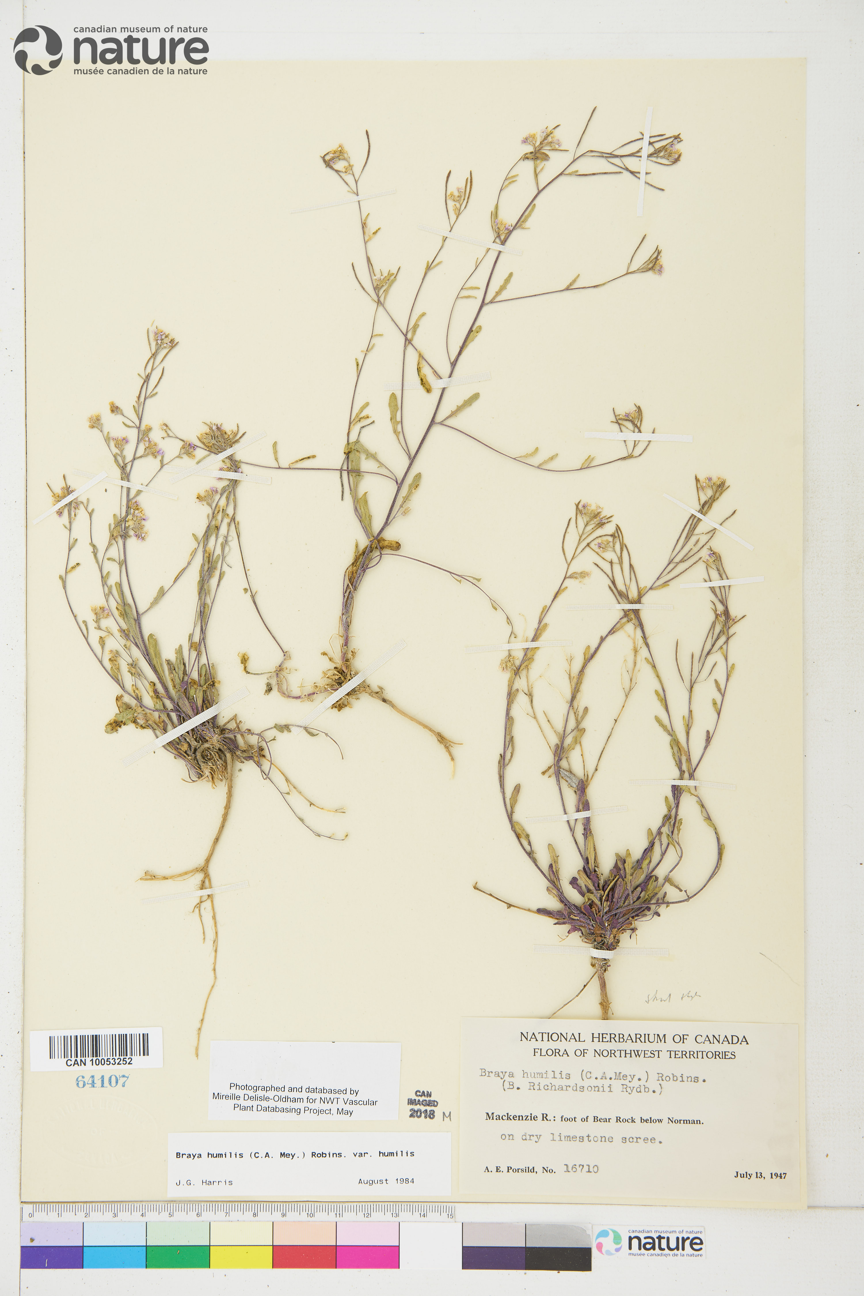 Braya humilis image