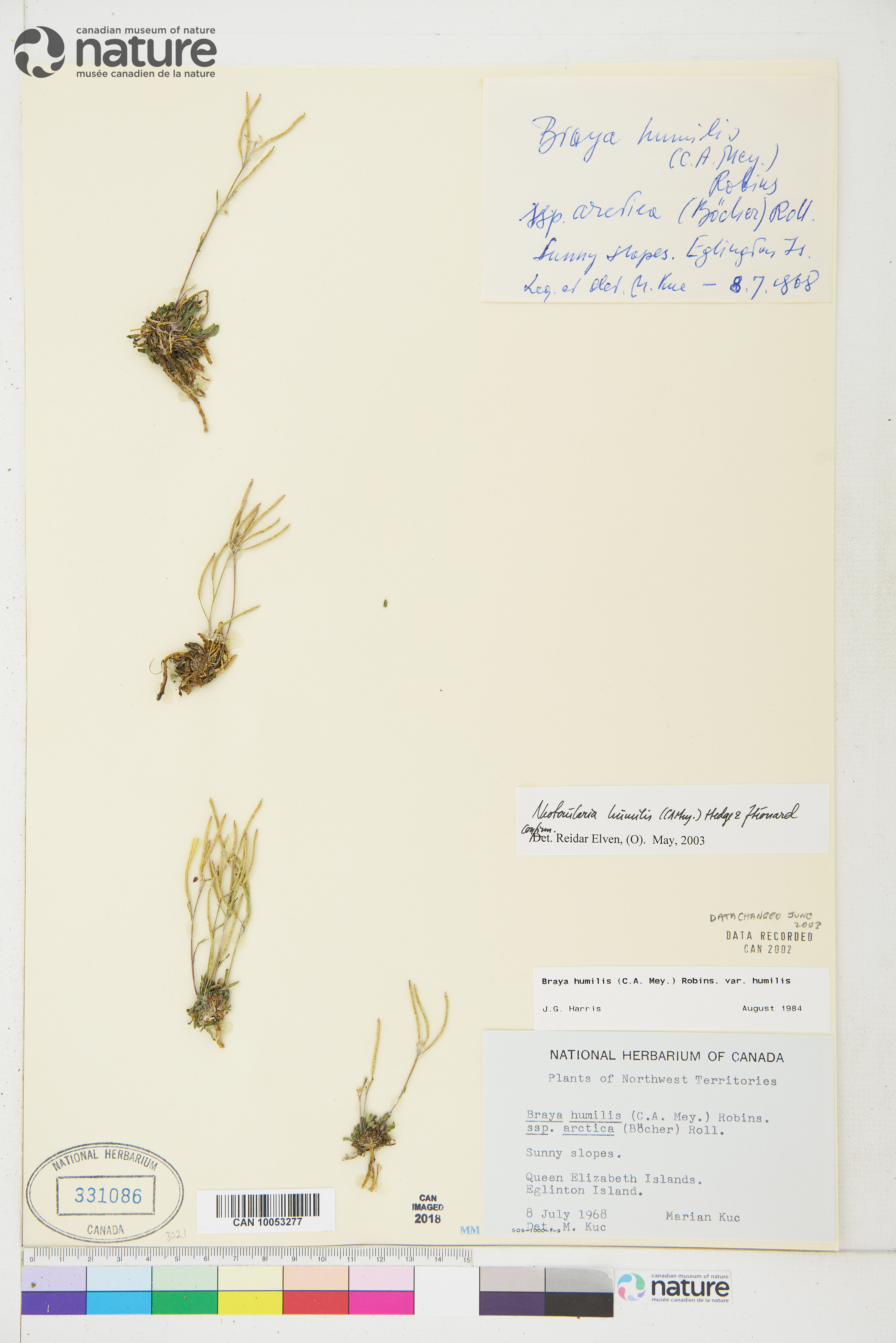 Neotorularia humilis image