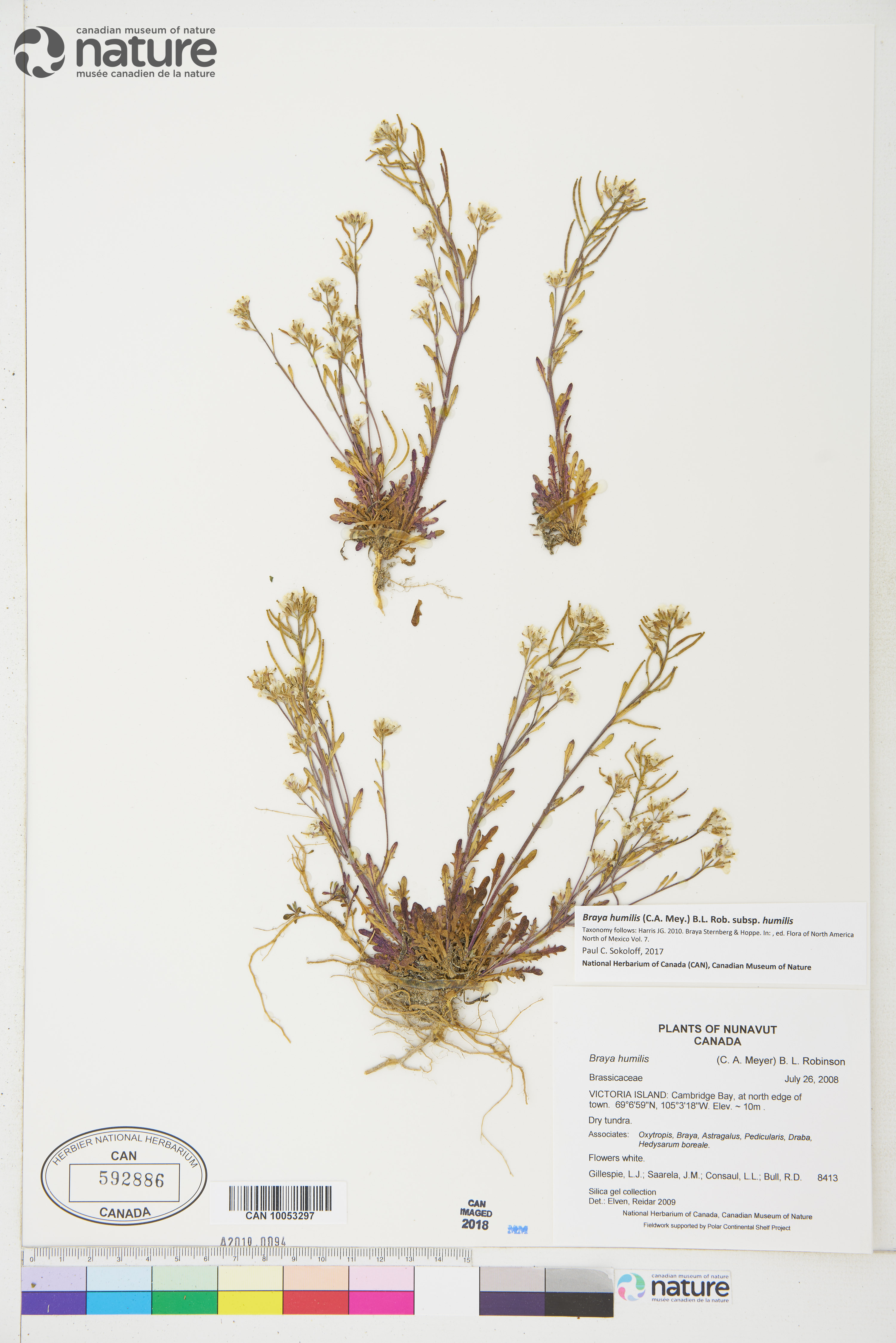 Braya humilis subsp. humilis image
