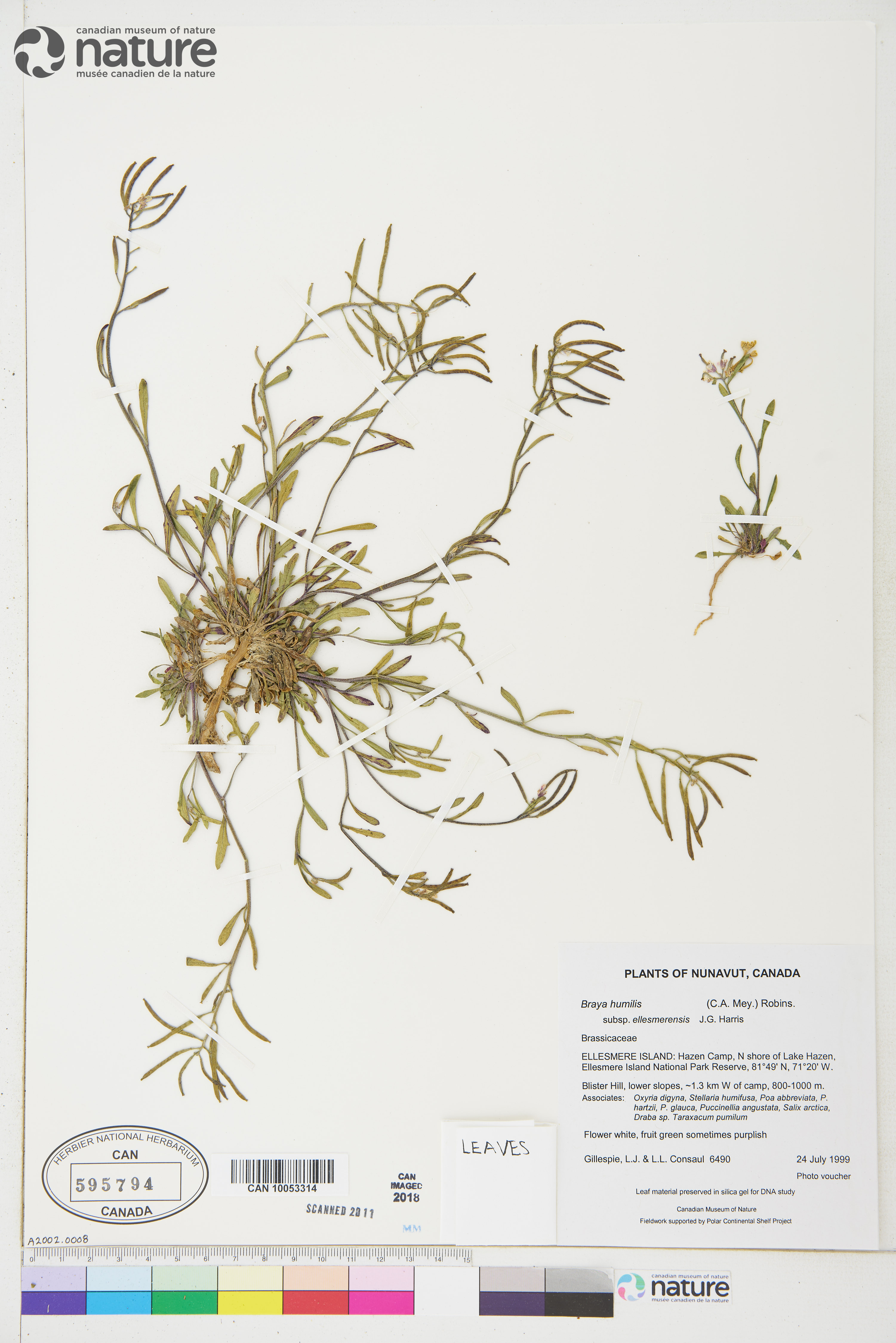 Braya humilis subsp. ellesmerensis image