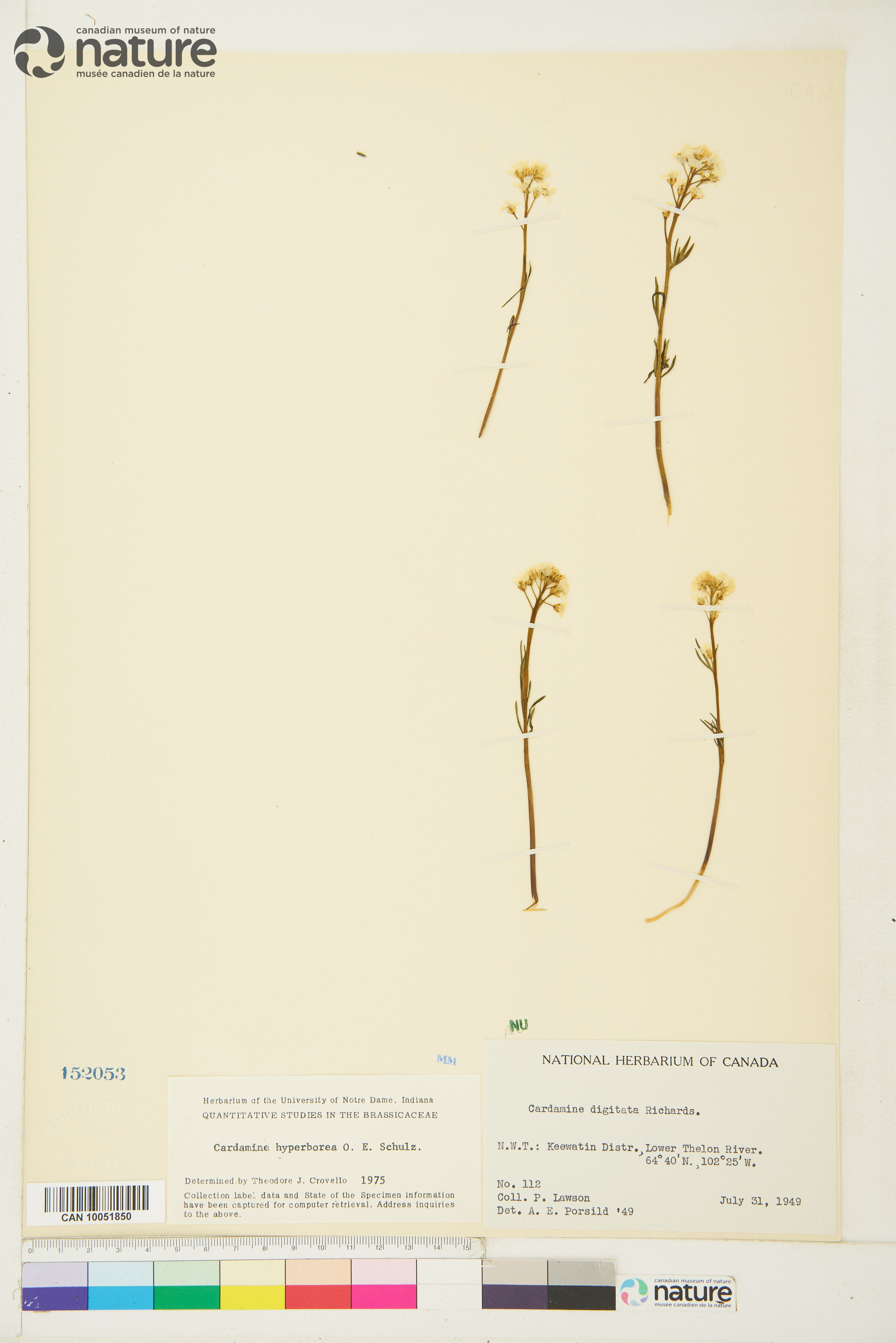 Cardamine digitata image