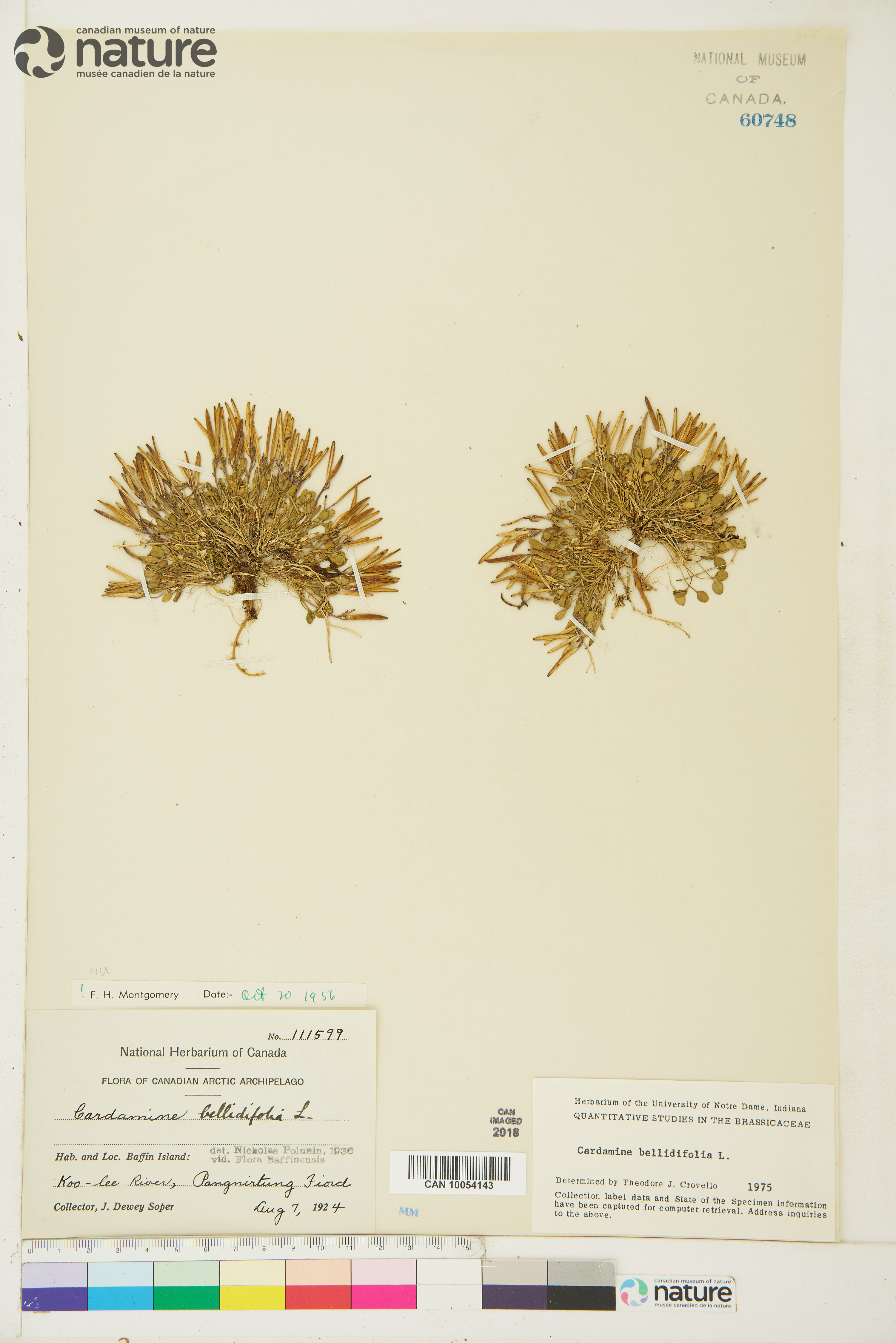 Cardamine bellidifolia image